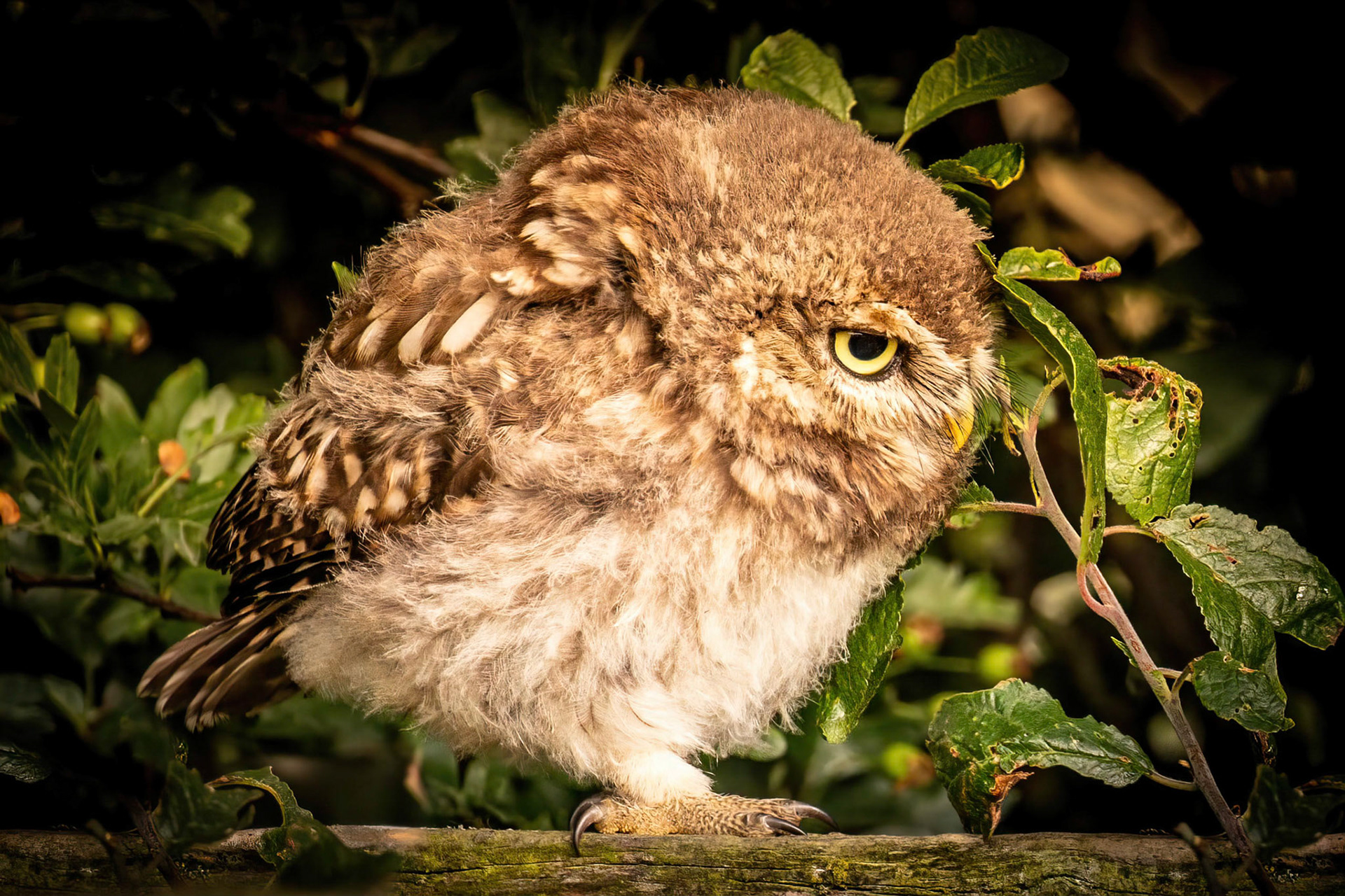 Little Owl ⒸArthur Cicada 2022