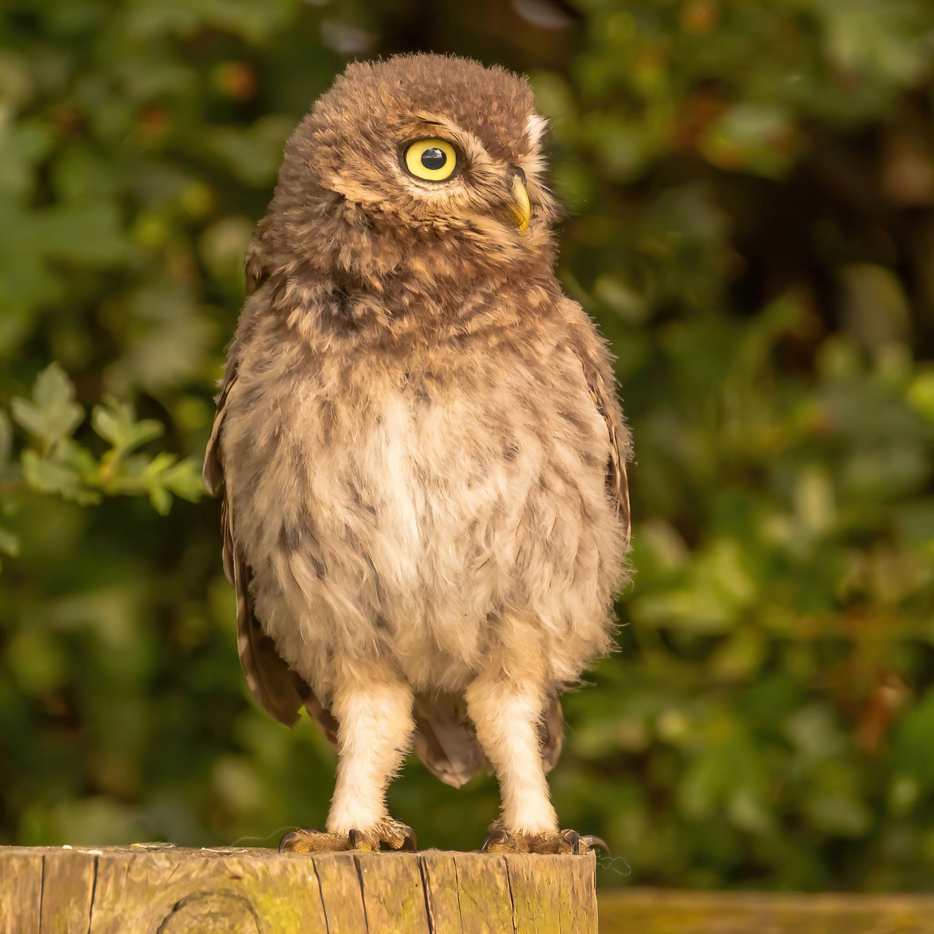 Little Owl ⒸArthur Cicada 2022