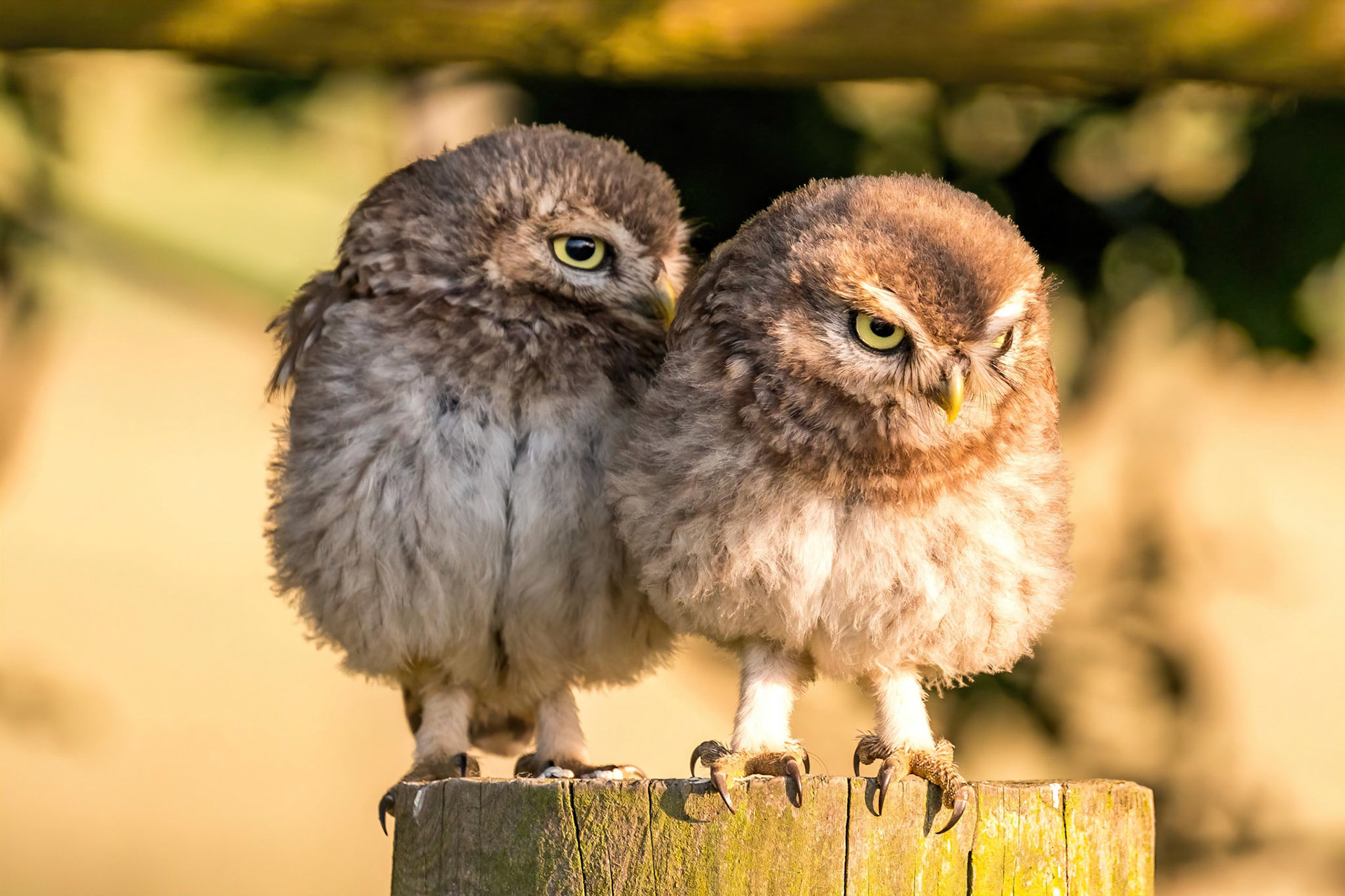 Little Owl ⒸArthur Cicada 2022