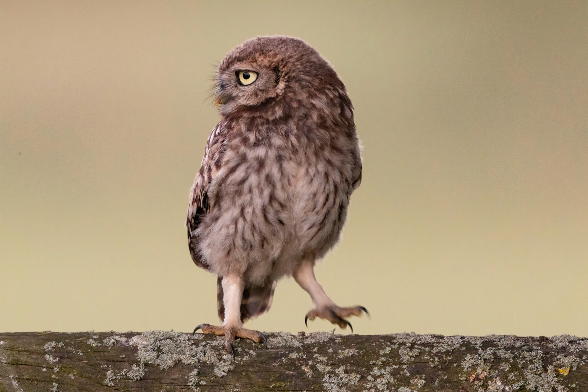 Little Owl ⒸArthur Cicada 2022