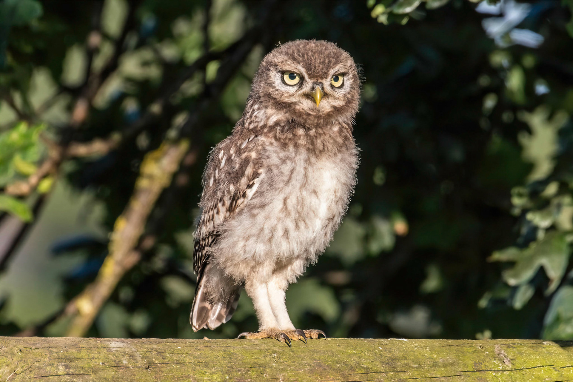 Little Owl ⒸArthur Cicada 2022