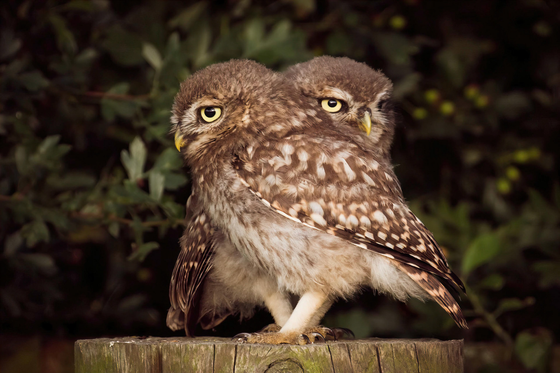 Little Owl ⒸArthur Cicada 2022