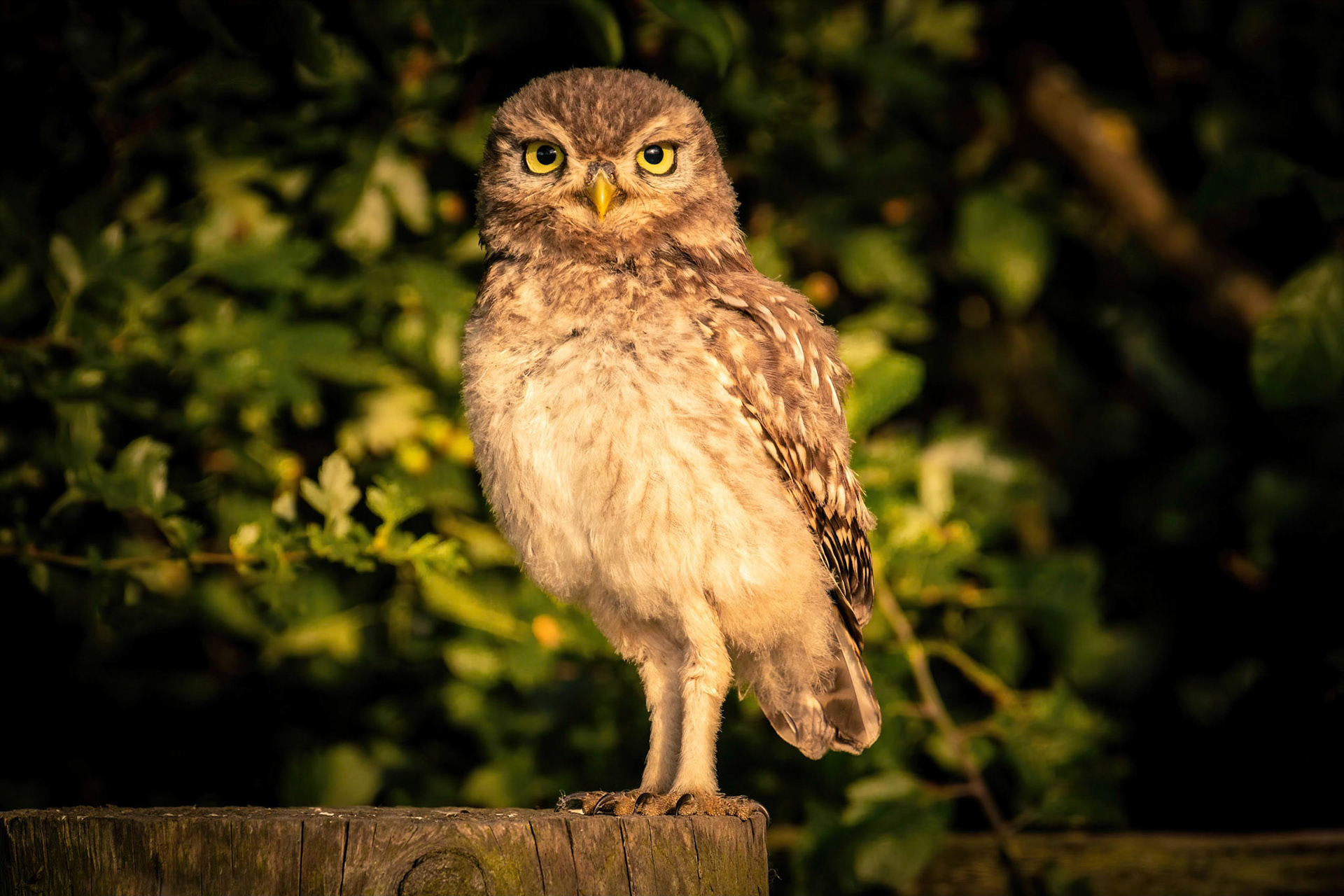 Little Owl ⒸArthur Cicada 2022