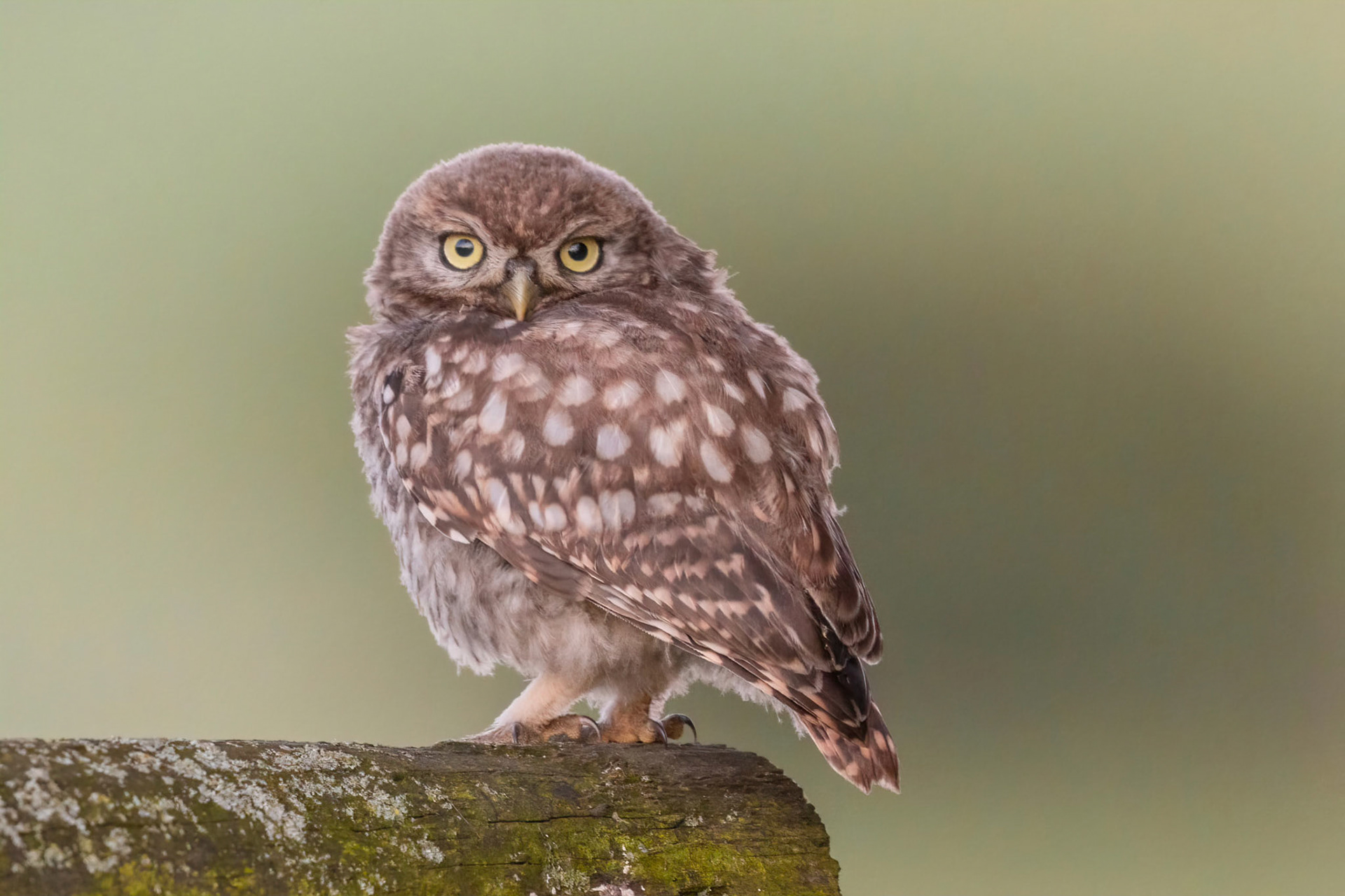 Little Owl ⒸArthur Cicada 2022