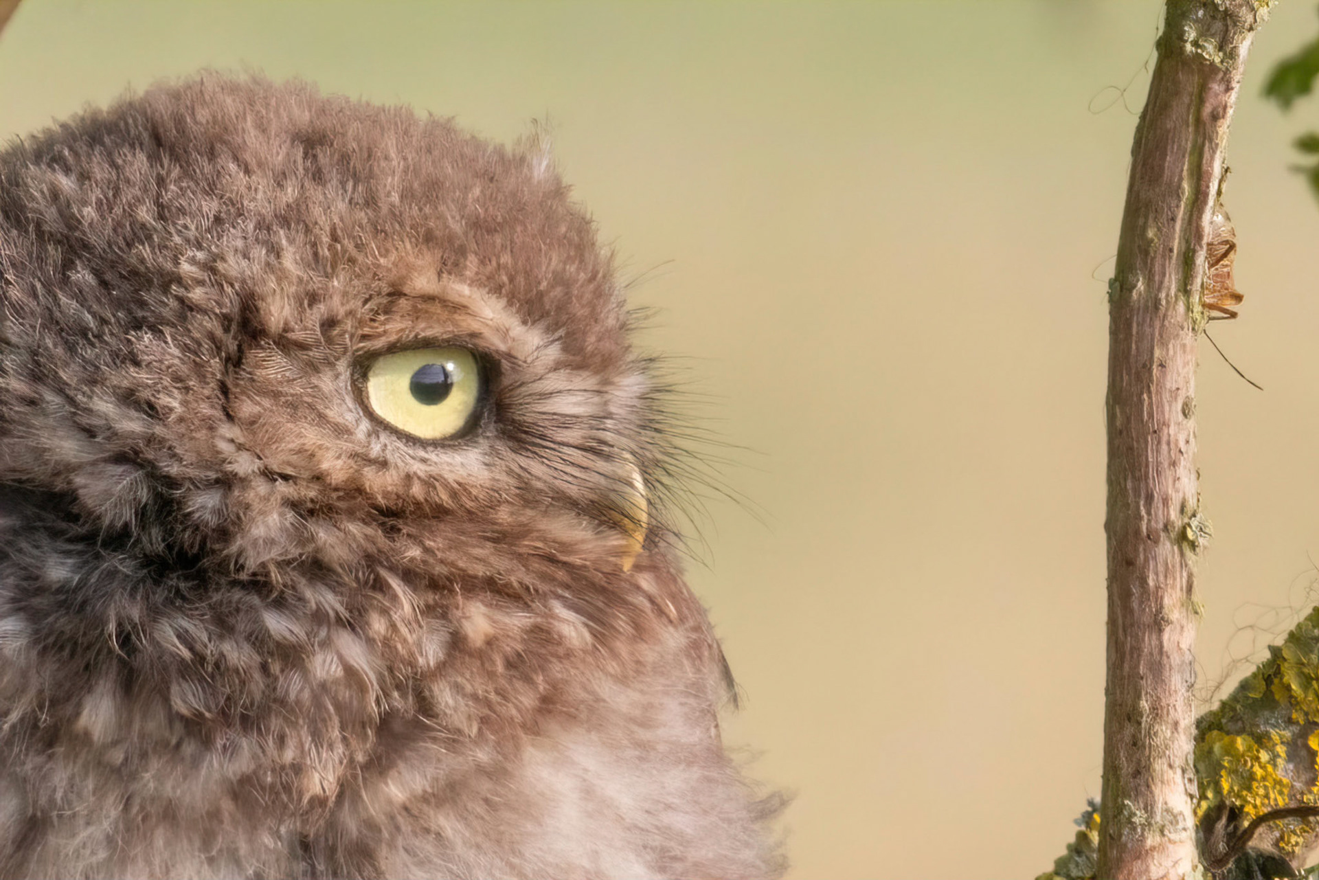 Little Owl ⒸArthur Cicada 2022