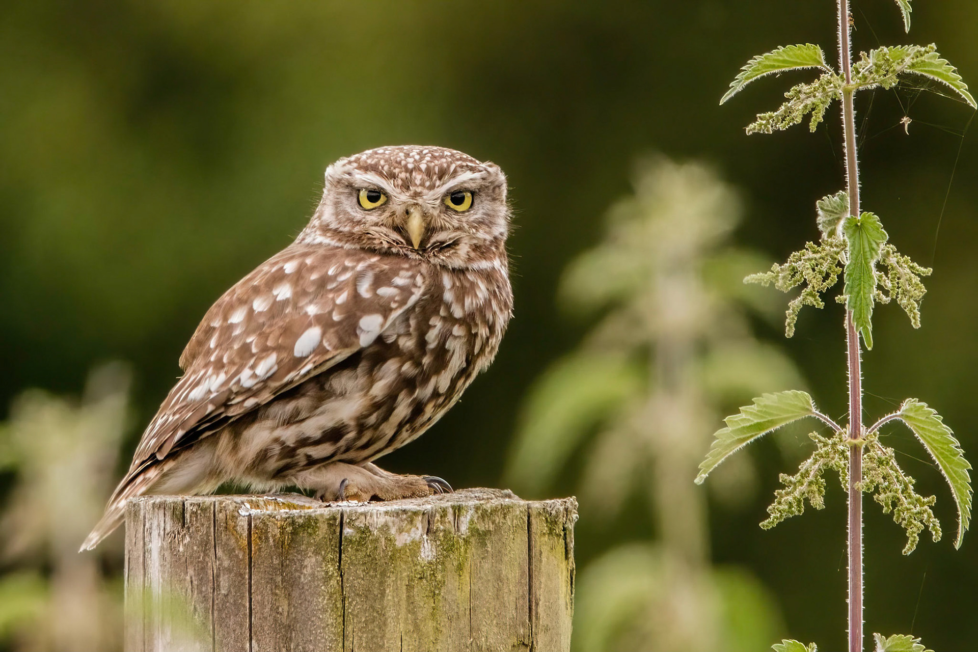 Little Owl ⒸArthur Cicada 2022