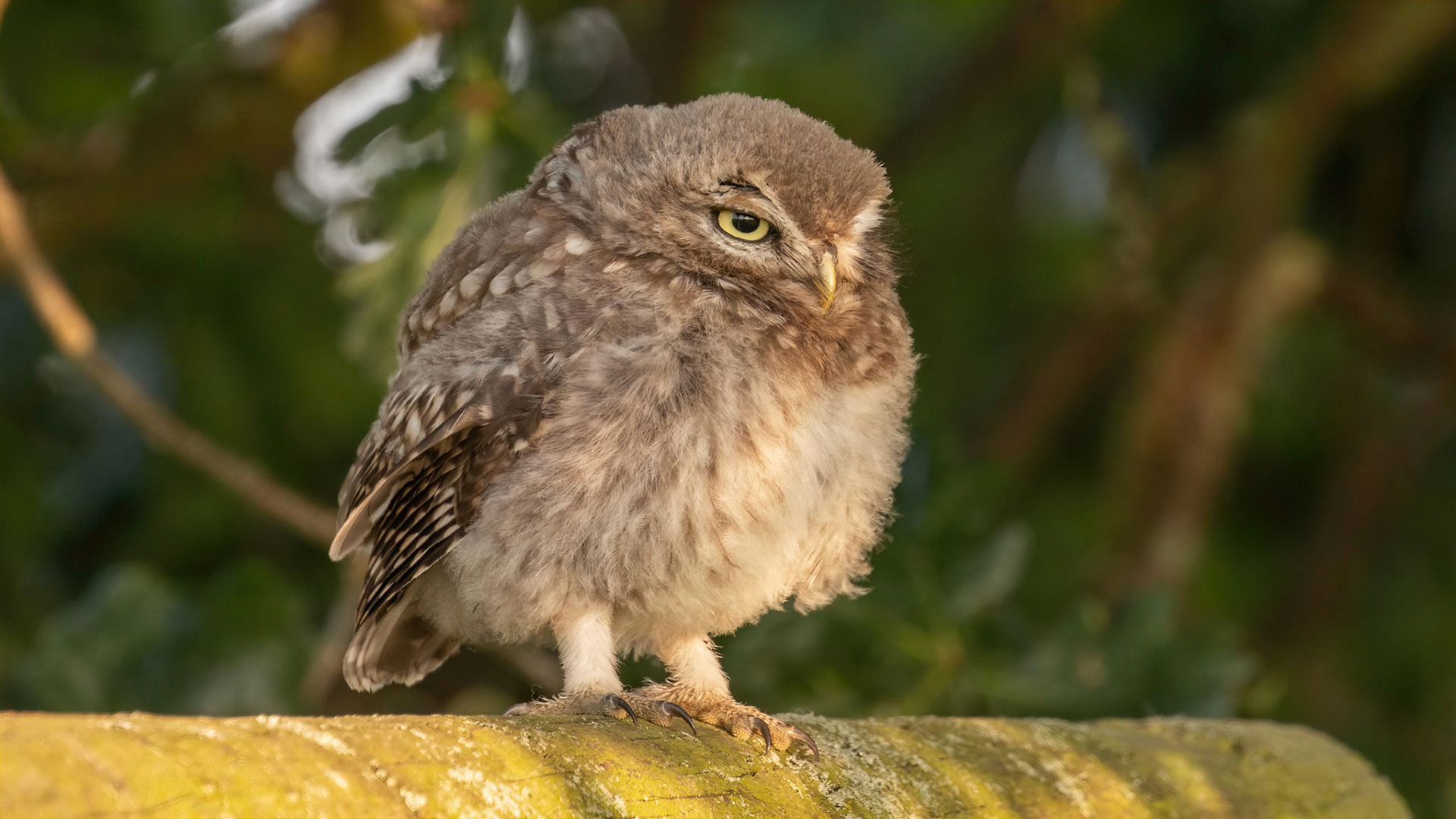 Little Owl ⒸArthur Cicada 2022