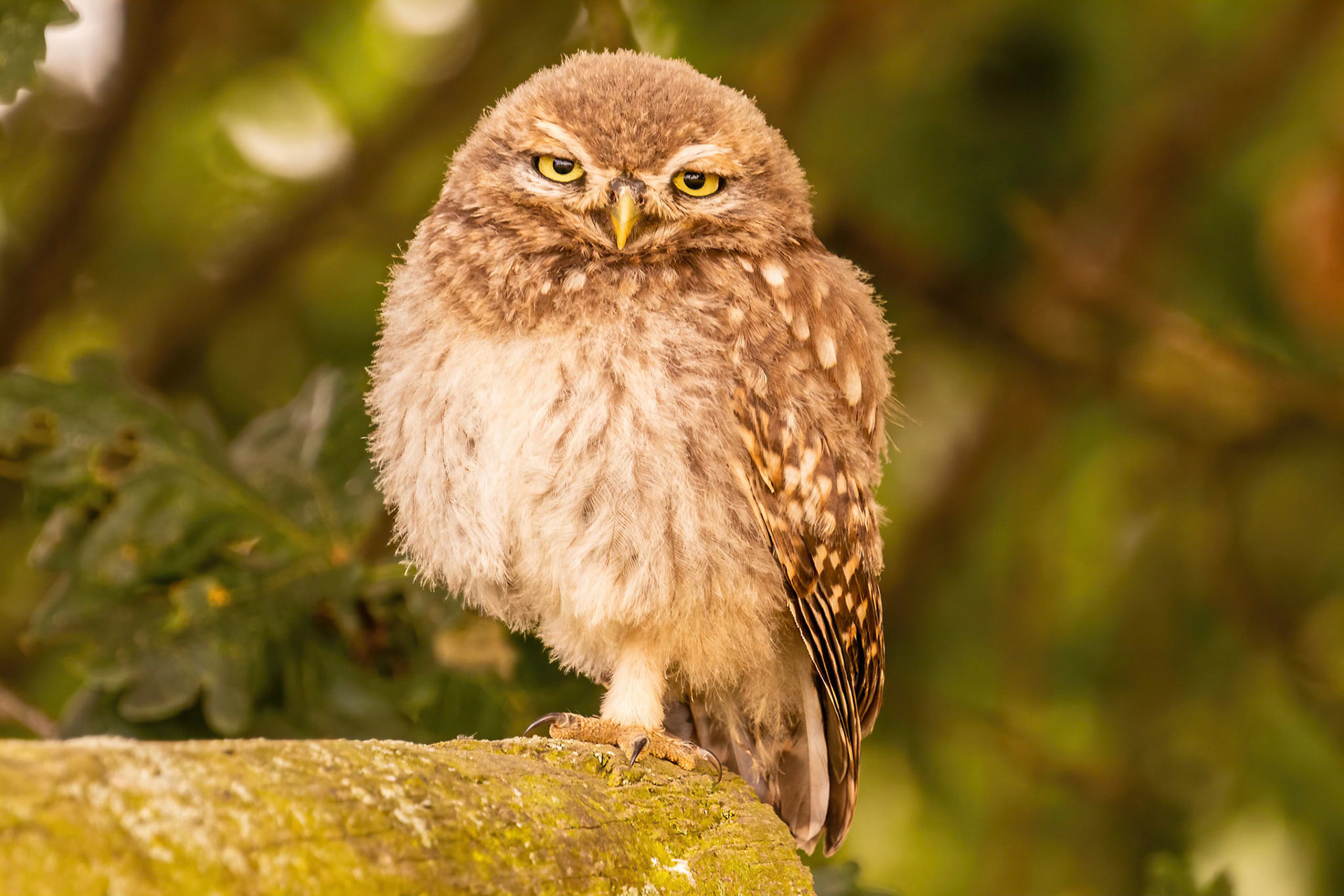 Little Owl ⒸArthur Cicada 2022