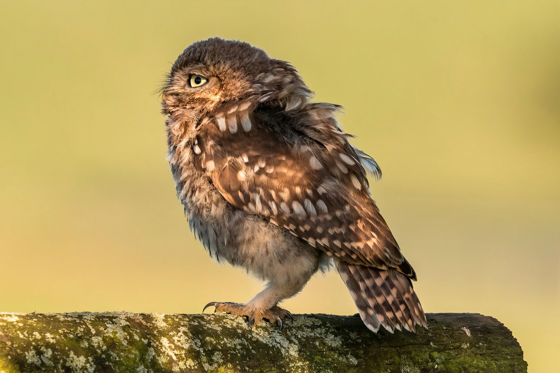 Little Owl ⒸArthur Cicada 2022