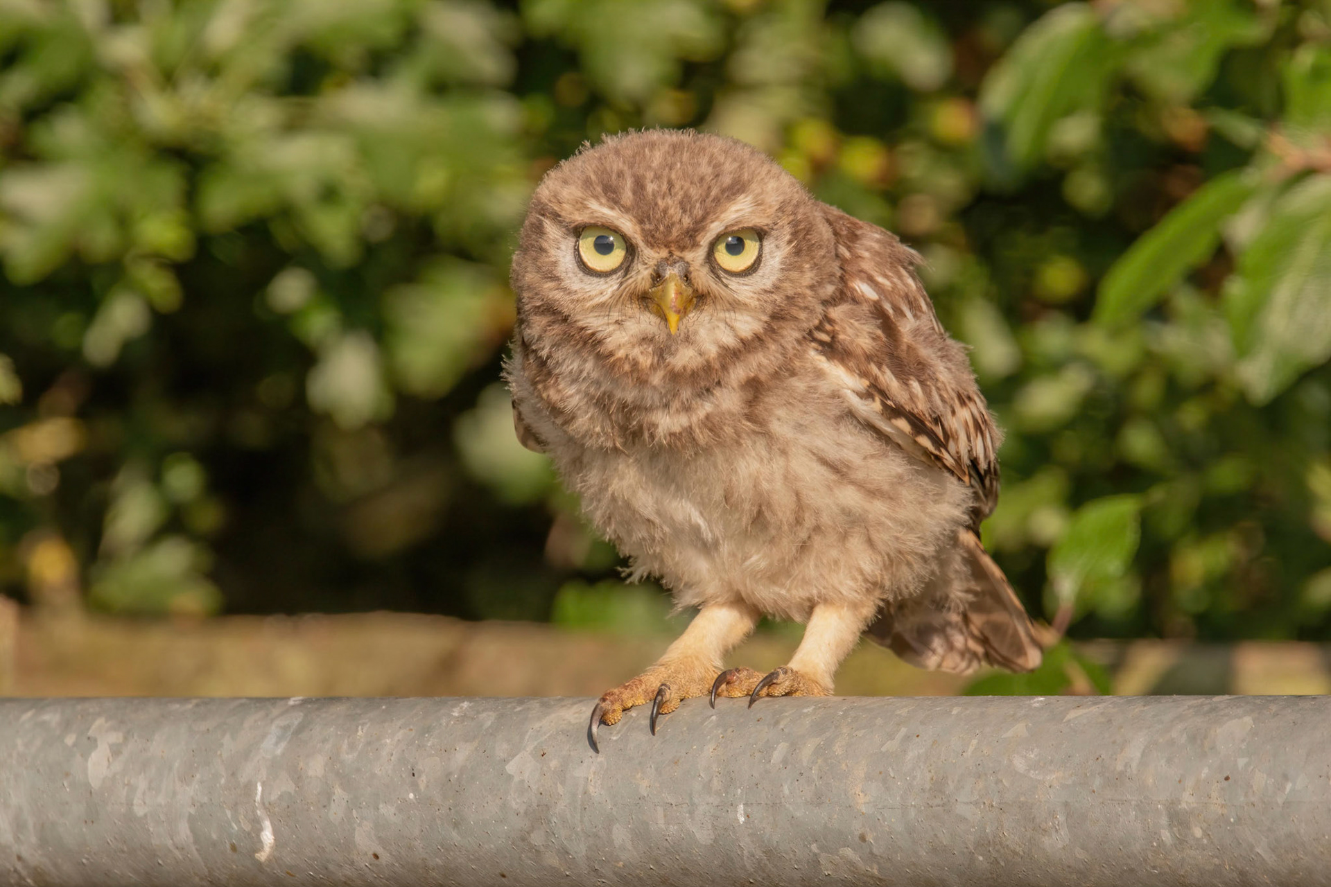 Little Owl ⒸArthur Cicada 2022