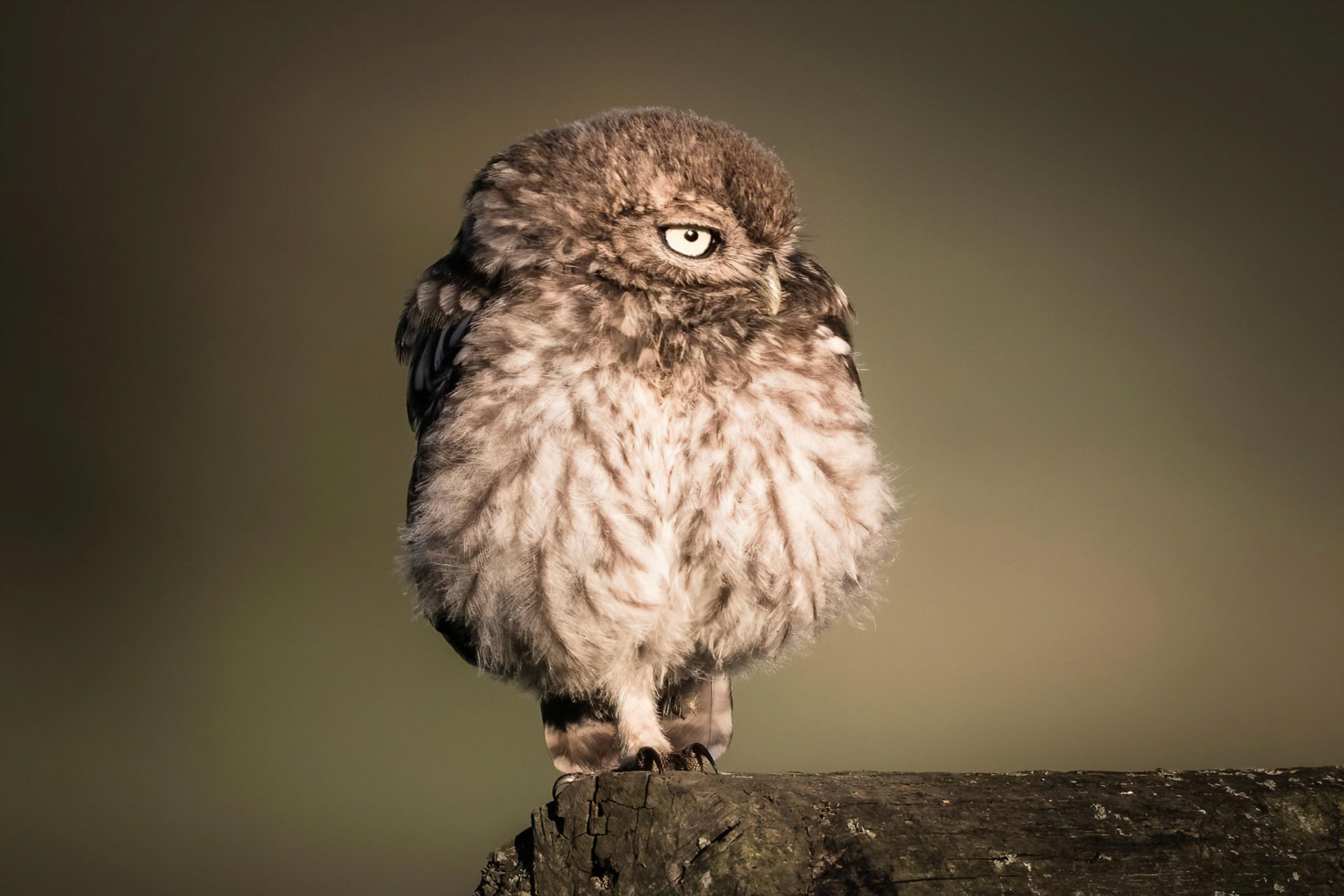 Little Owl ⒸArthur Cicada 2022