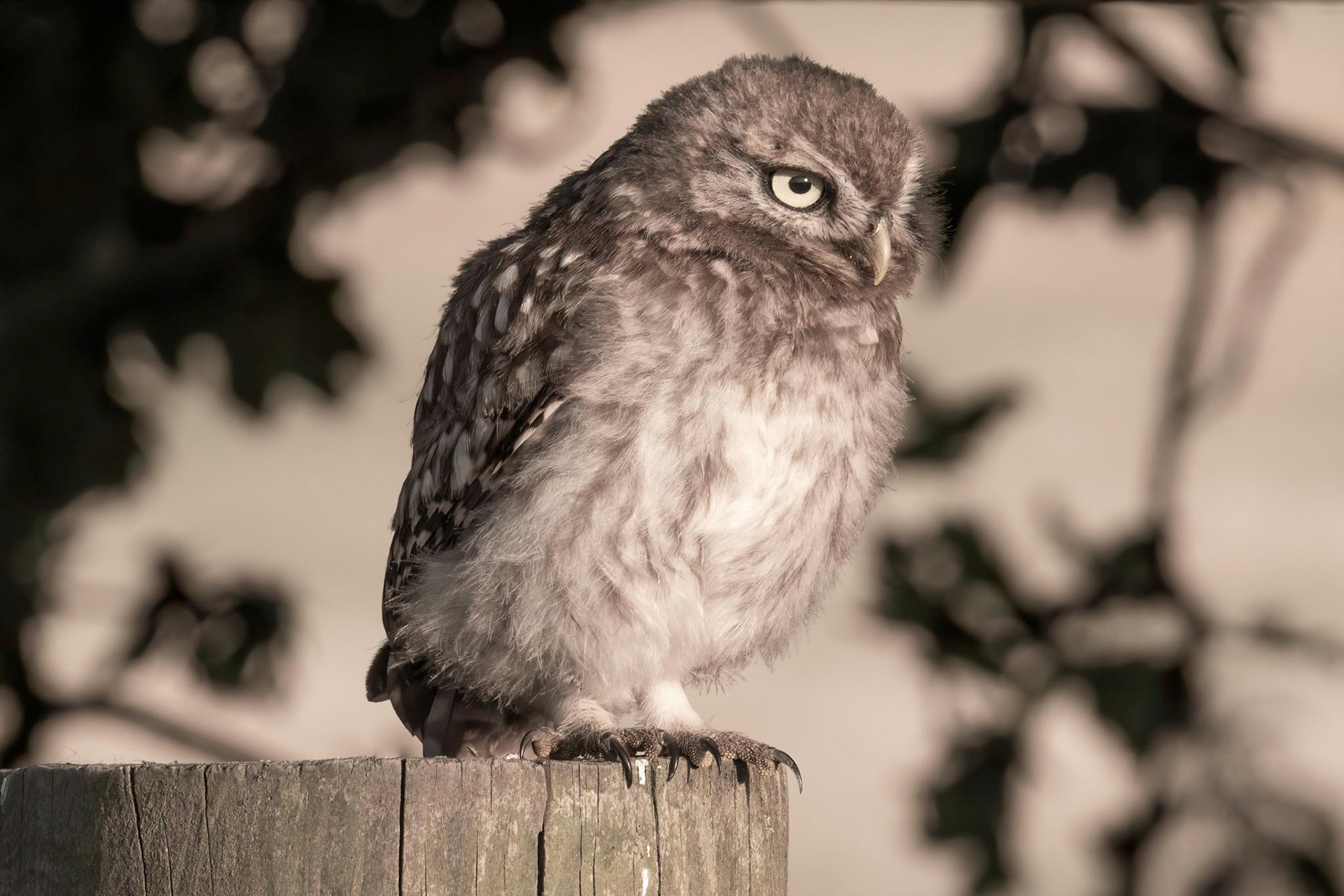 Little Owl ⒸArthur Cicada 2022