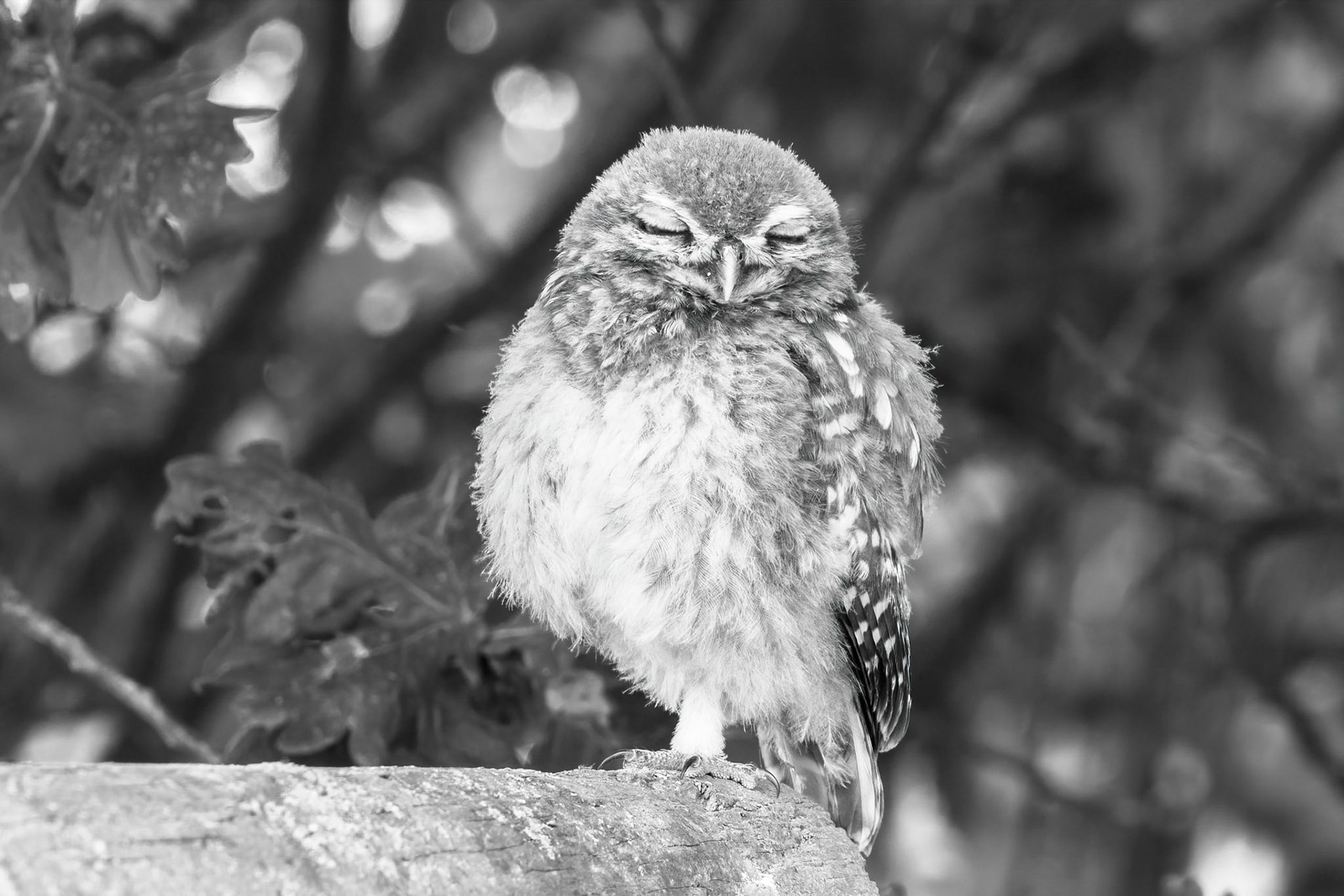 Little Owl ⒸArthur Cicada 2022