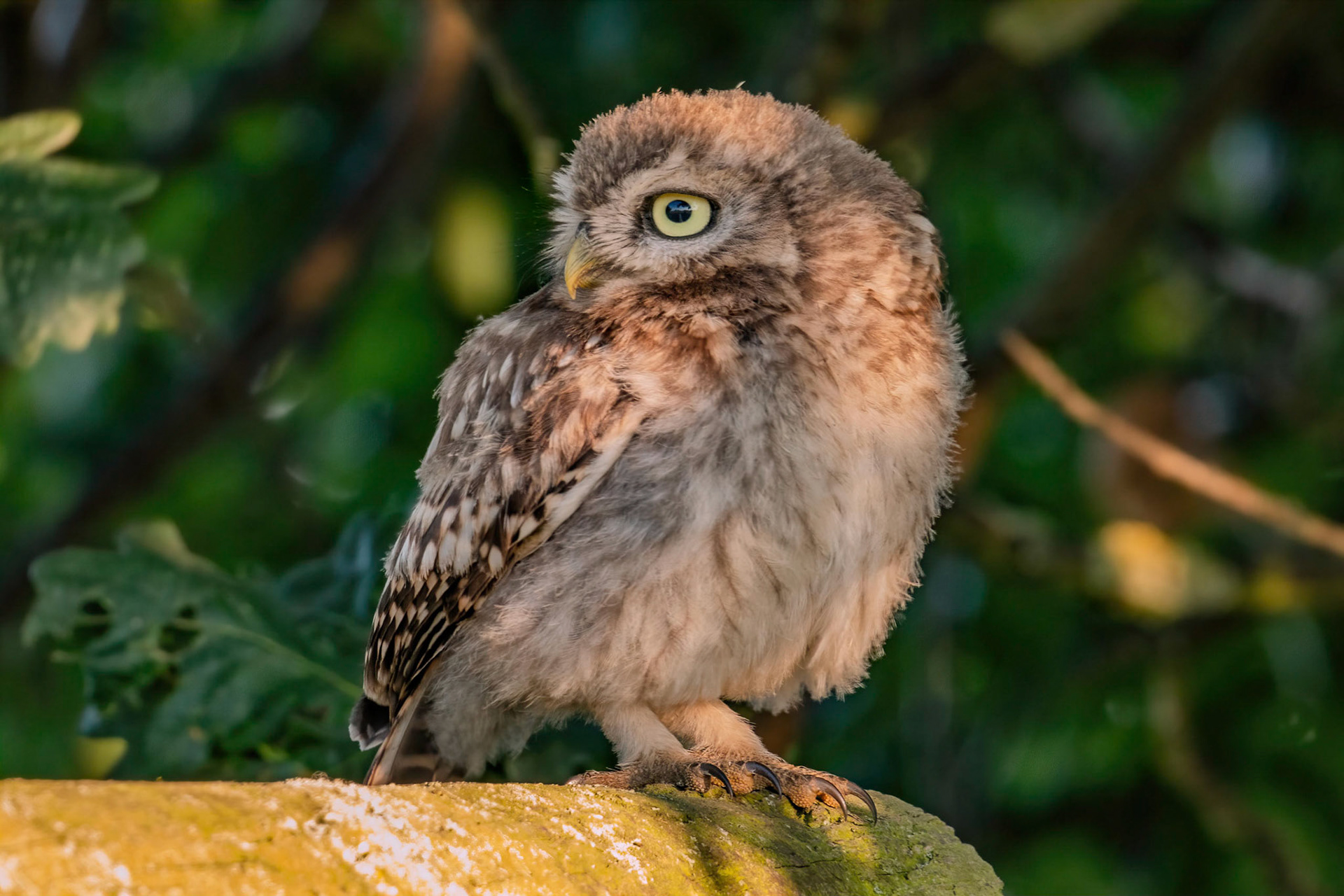 Little Owl ⒸArthur Cicada 2022