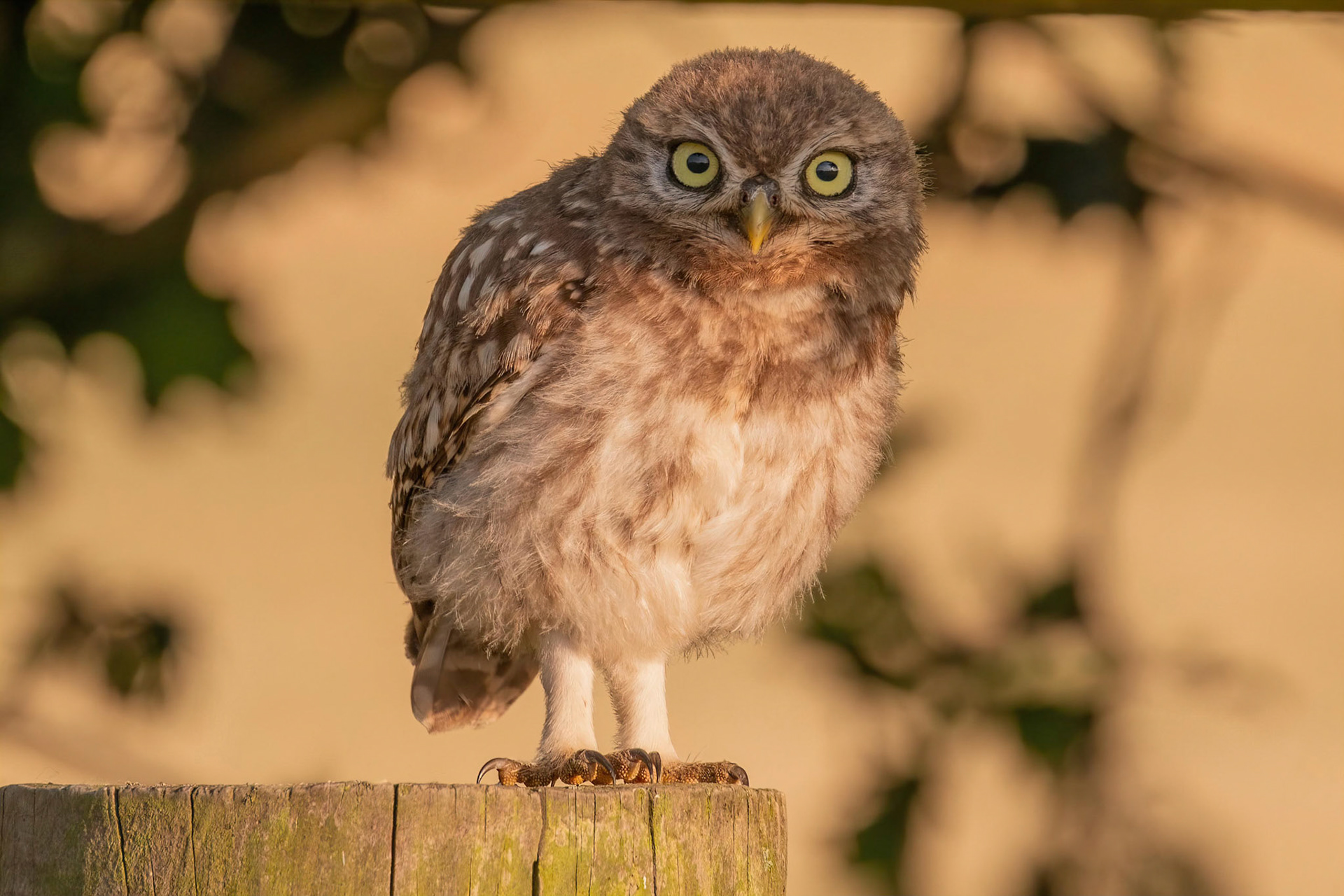 Little Owl ⒸArthur Cicada 2022