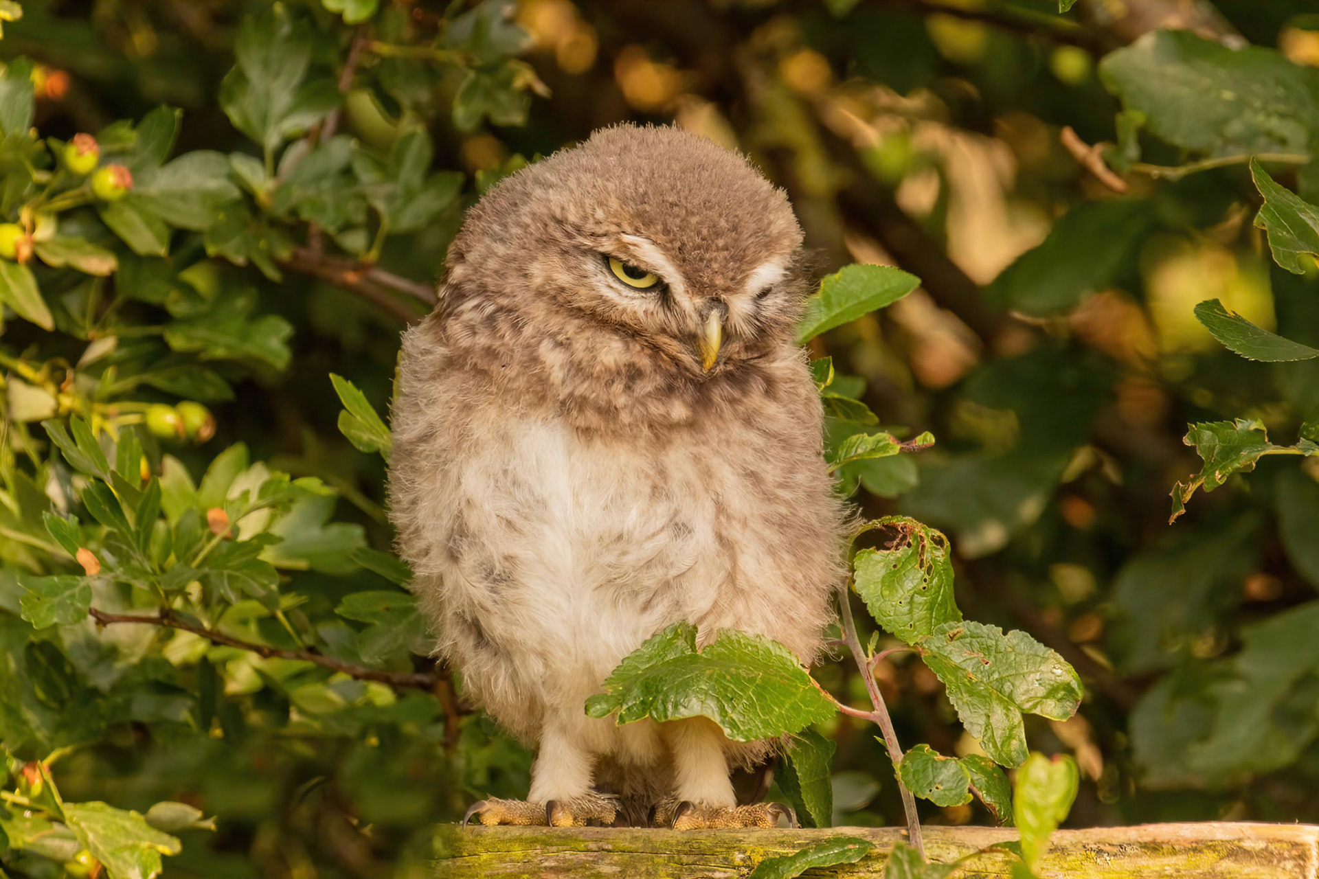 Little Owl ⒸArthur Cicada 2022