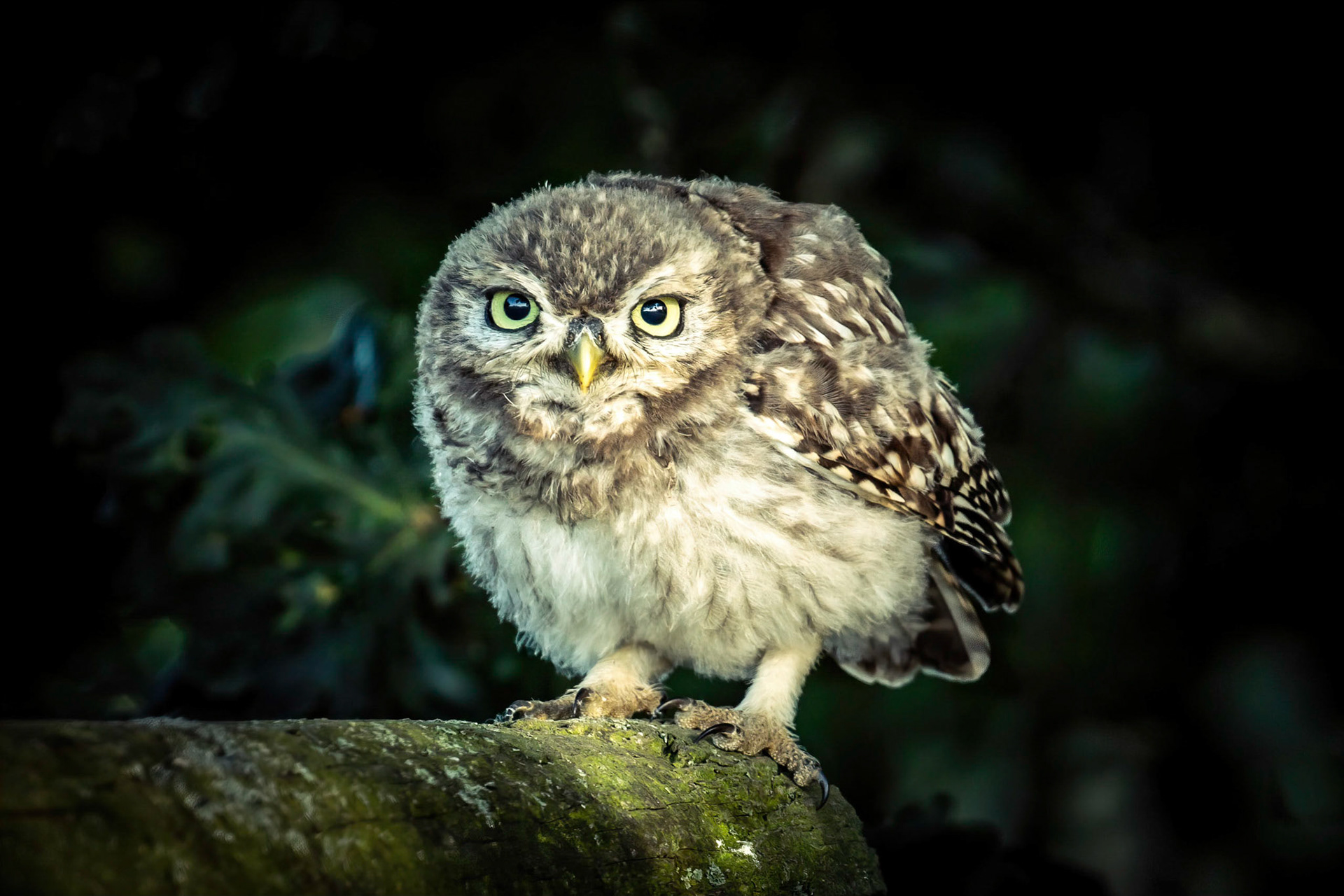 Little Owl ⒸArthur Cicada 2022