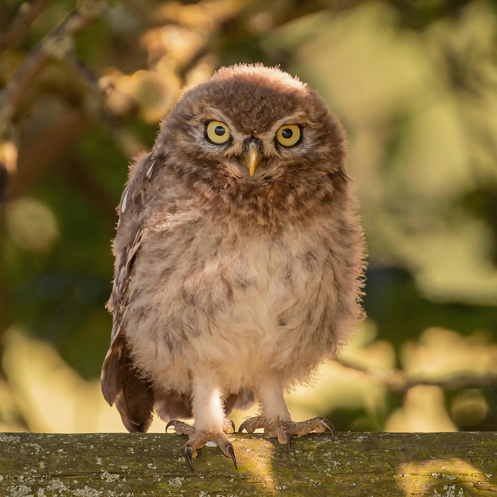Little Owl ⒸArthur Cicada 2022
