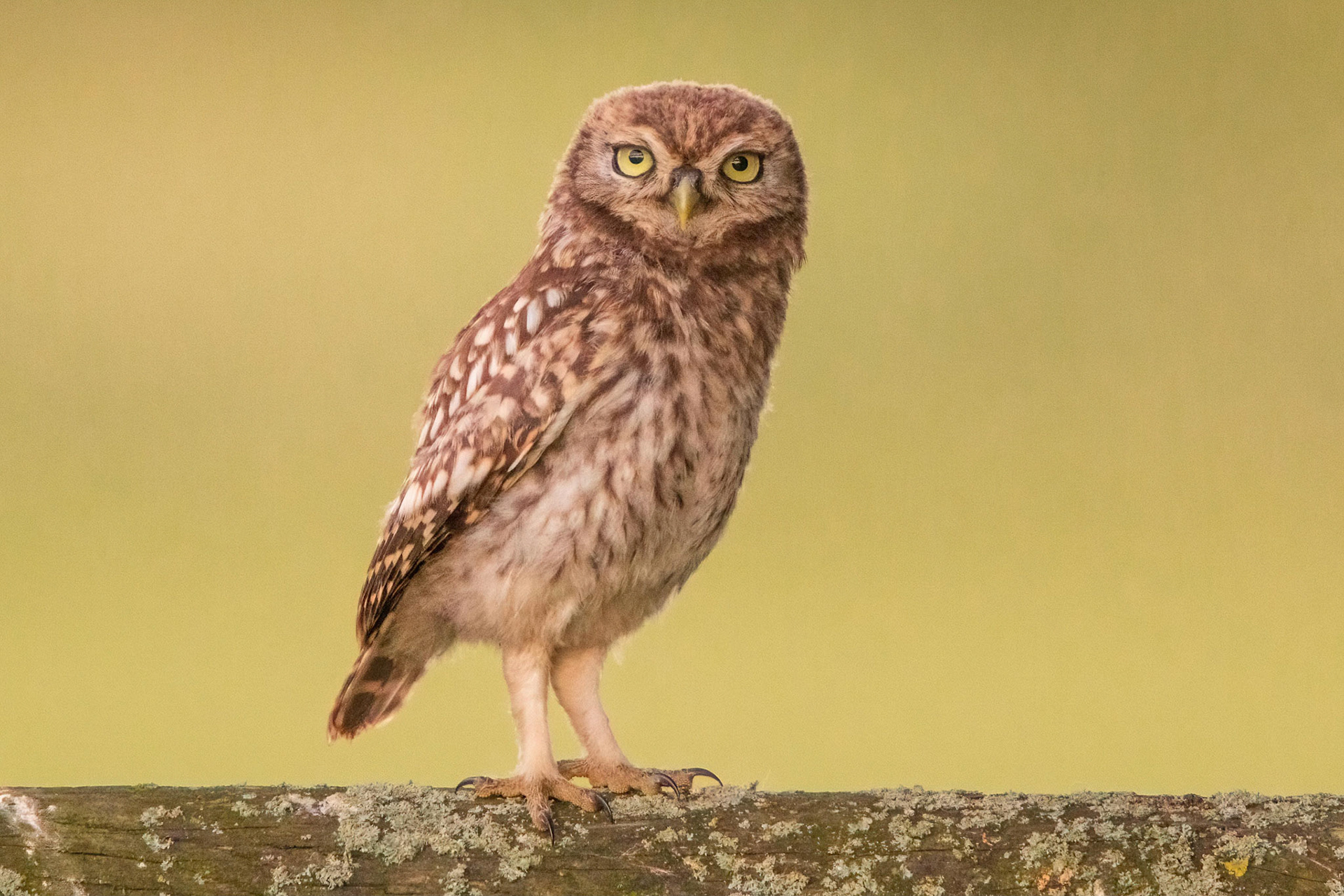 Little Owl ⒸArthur Cicada 2022