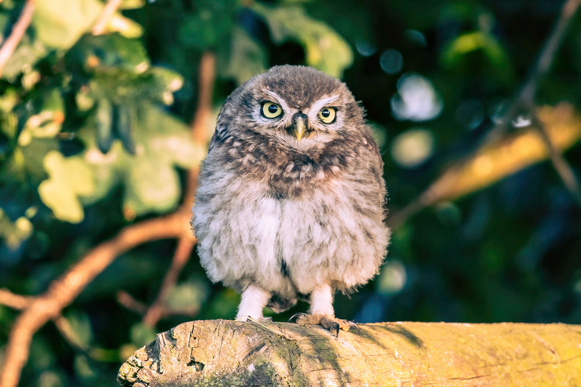 Little Owl ⒸArthur Cicada 2022