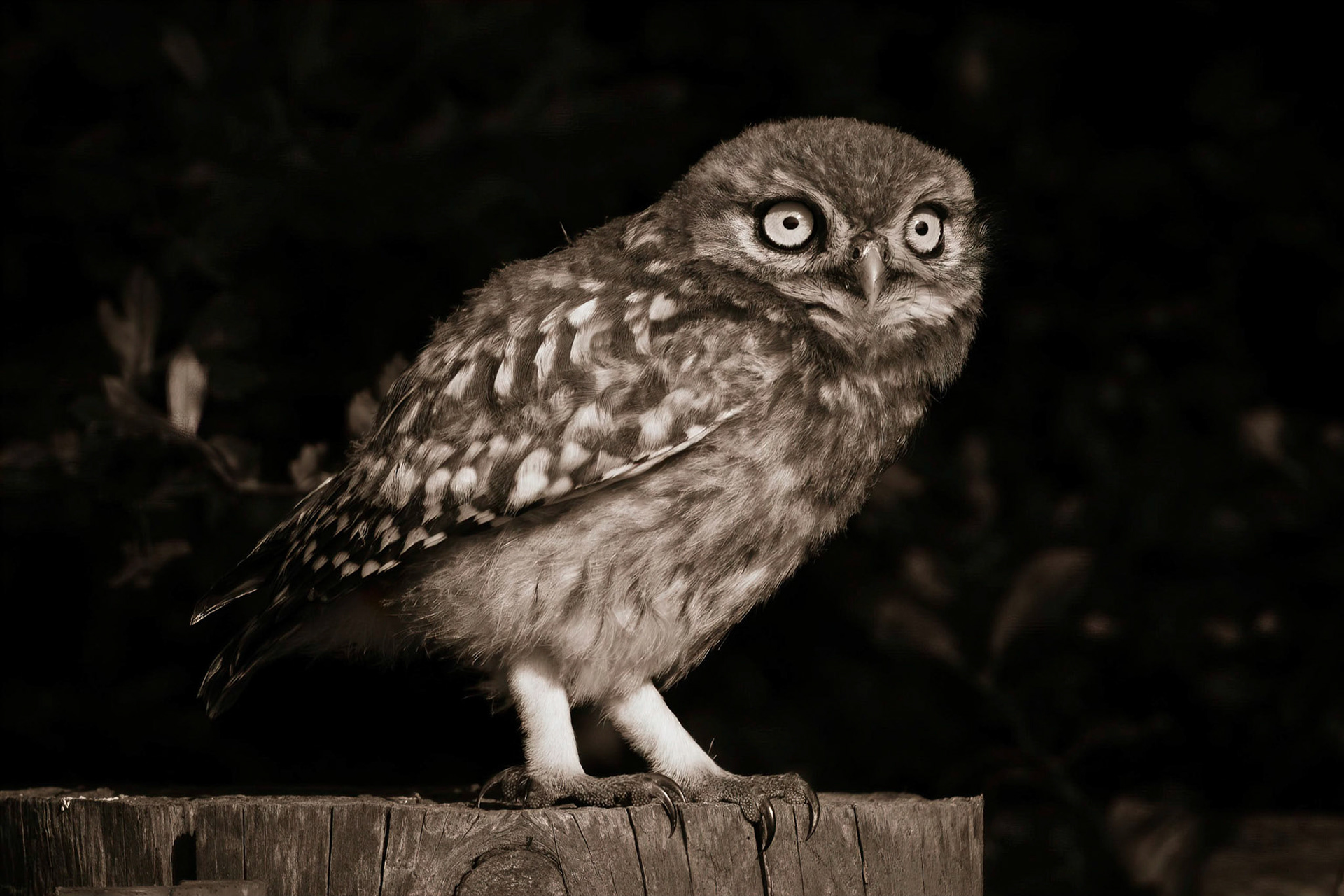 Little Owl ⒸArthur Cicada 2022