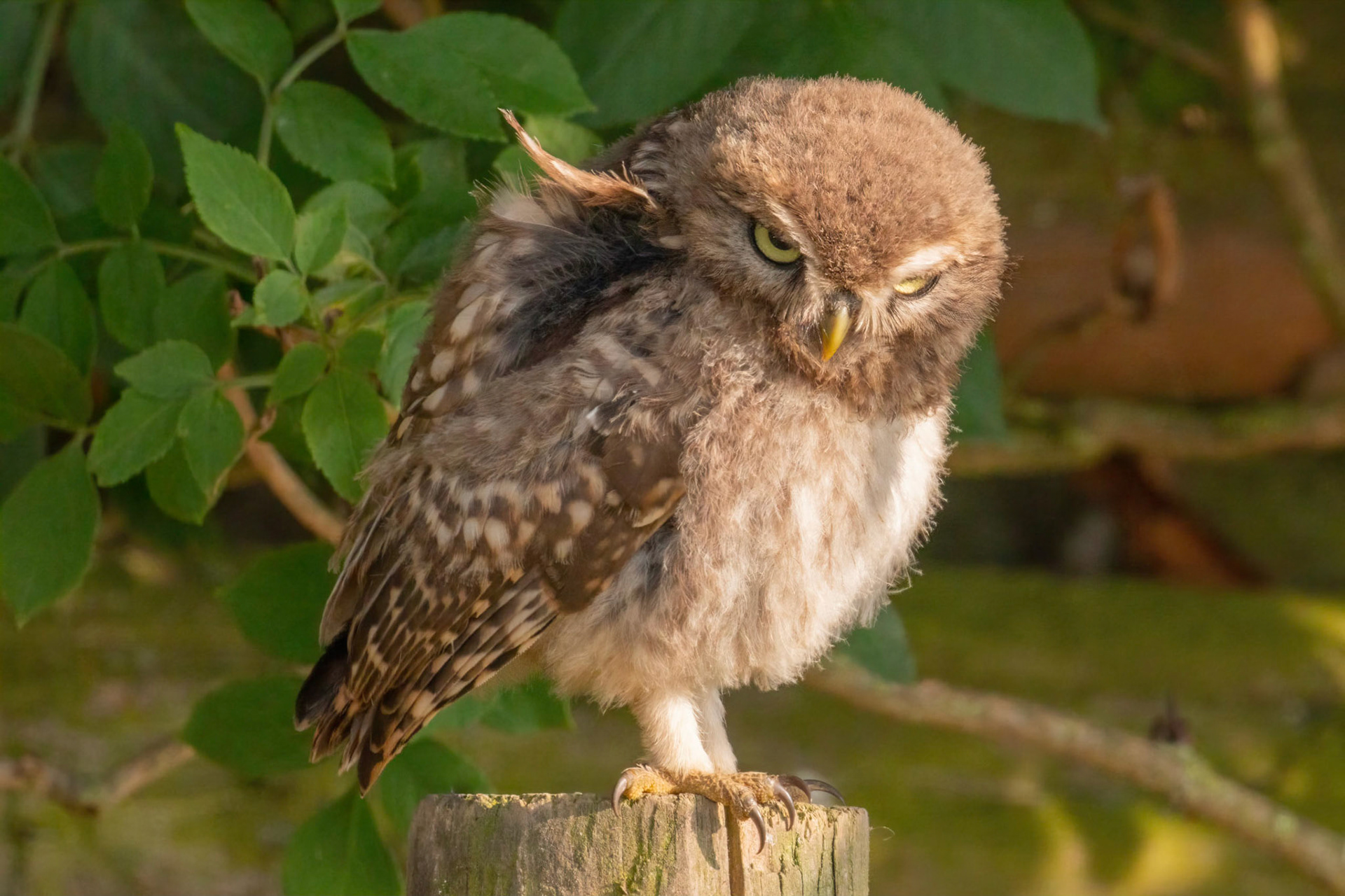 Little Owl ⒸArthur Cicada 2022