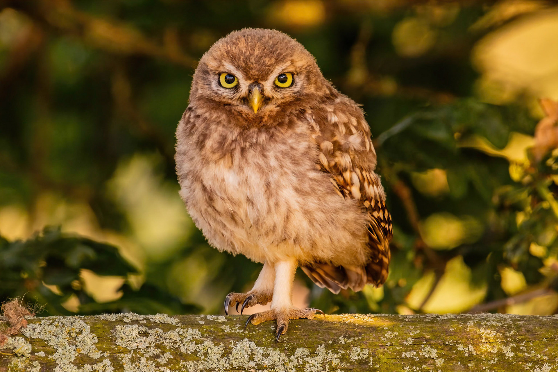 Little Owl ⒸArthur Cicada 2022
