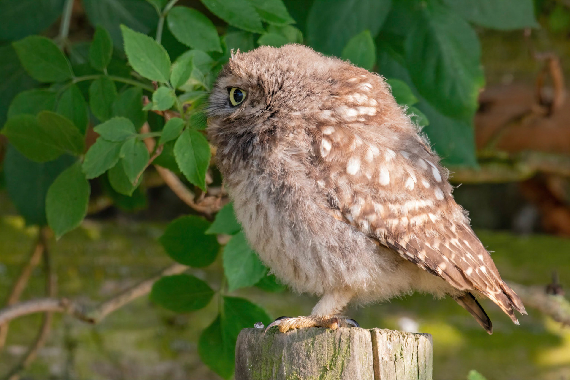 Little Owl ⒸArthur Cicada 2022