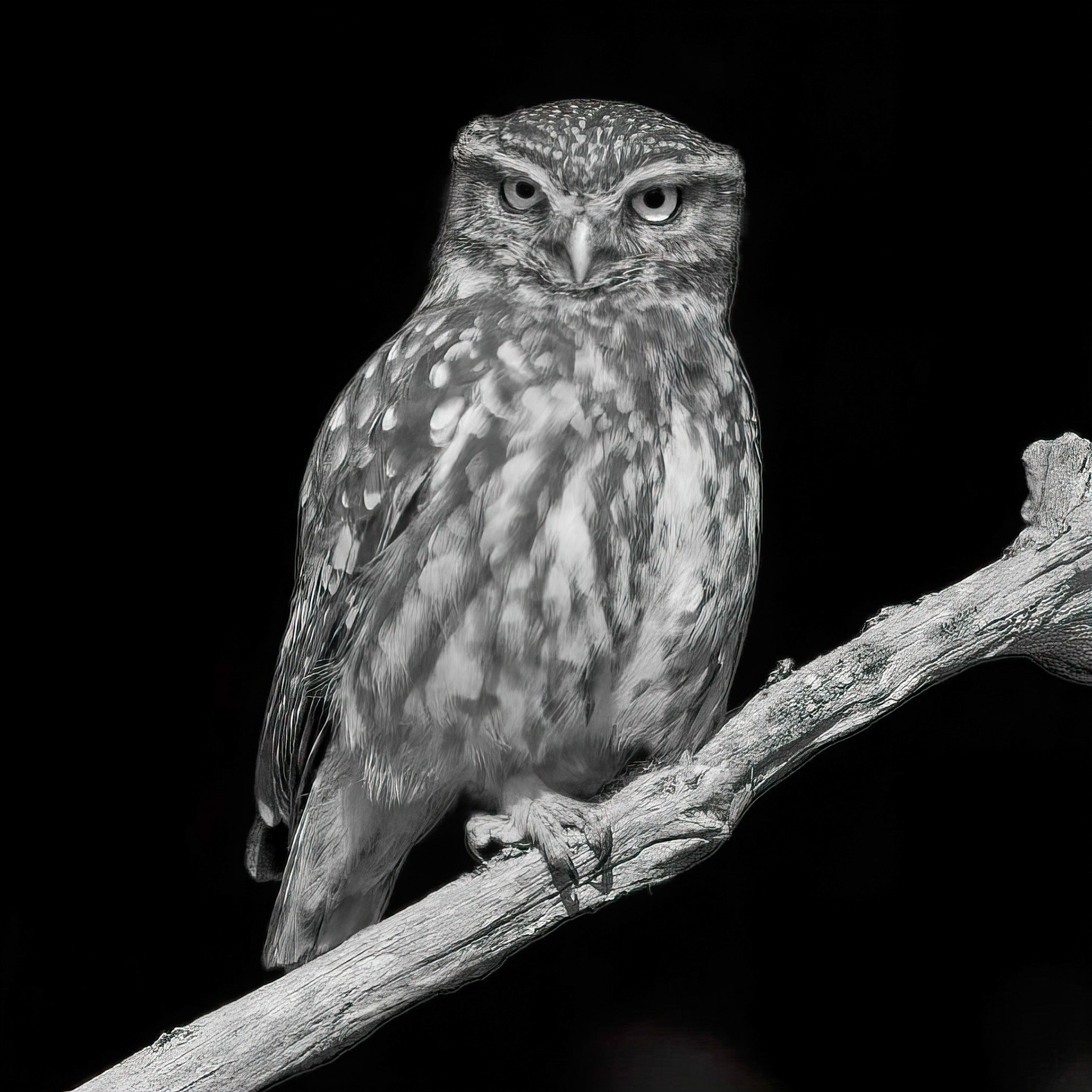 Little Owl ⒸArthur Cicada 2022