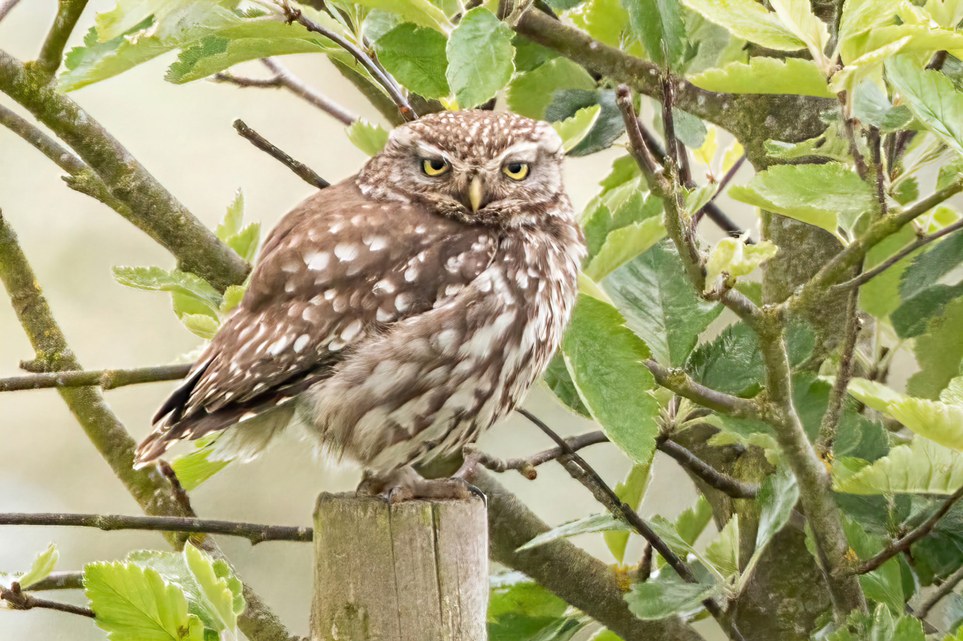 Little Owl ⒸArthur Cicada 2022