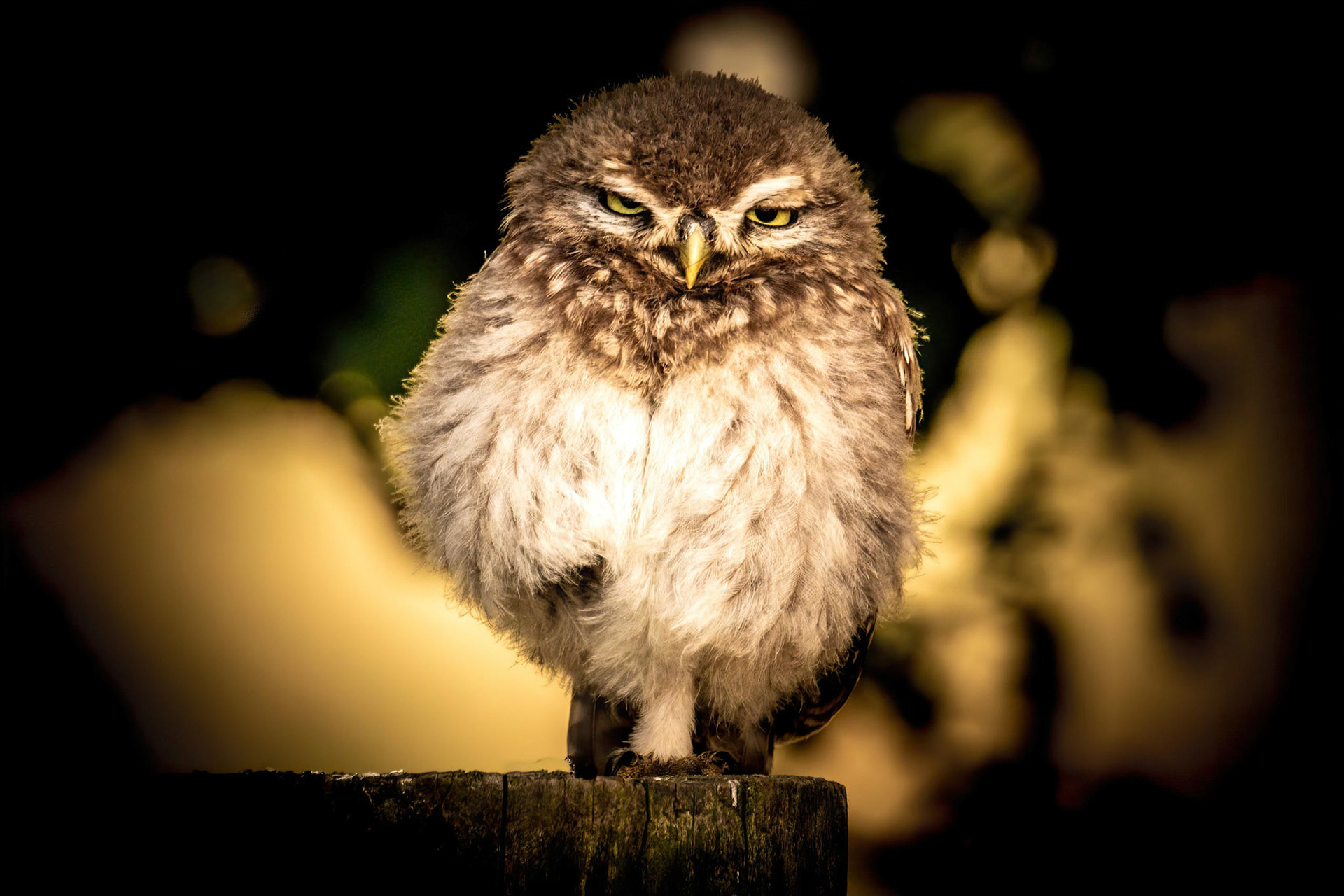 Little Owl ⒸArthur Cicada 2022