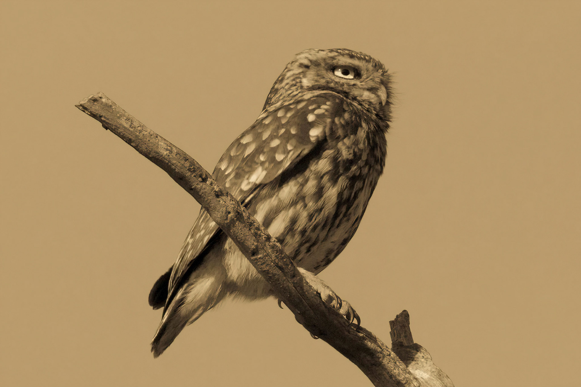 Little Owl ⒸArthur Cicada 2022