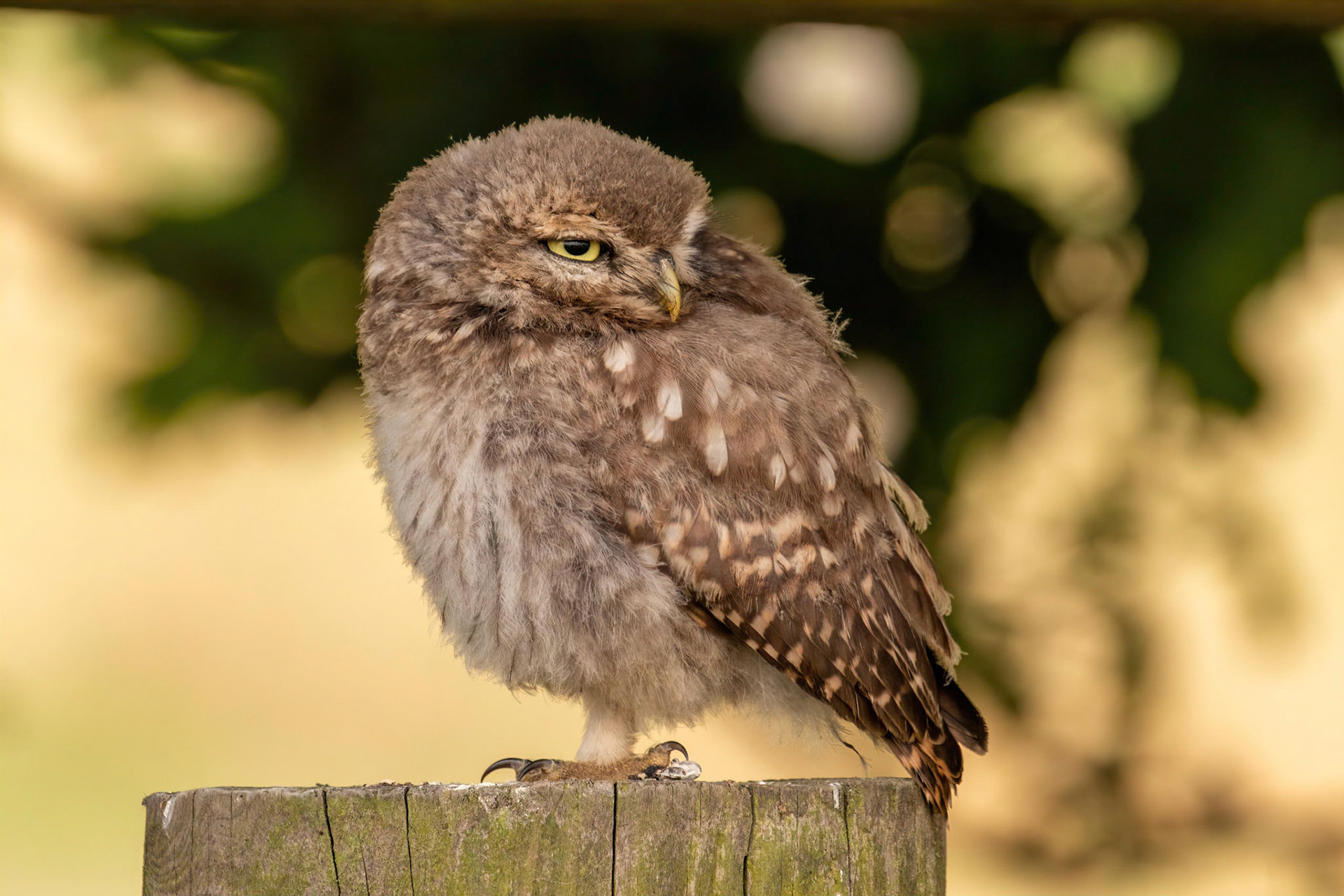 Little Owl ⒸArthur Cicada 2022