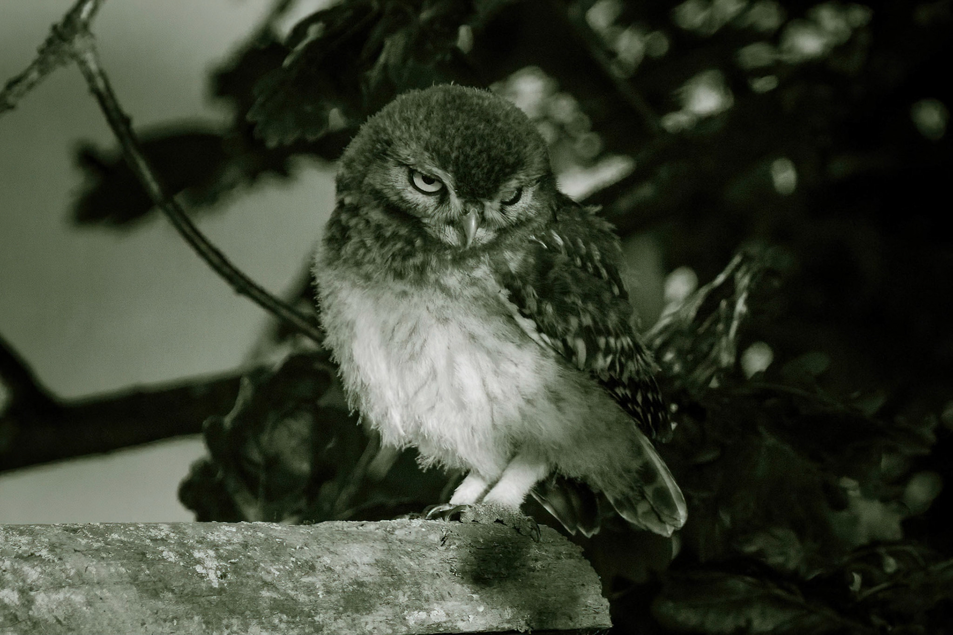 Little Owl ⒸArthur Cicada 2022