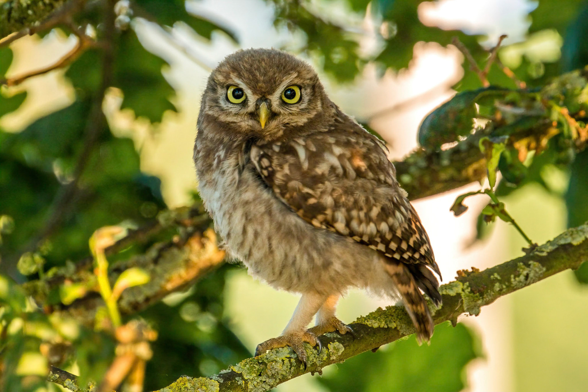 Little Owl ⒸArthur Cicada 2022