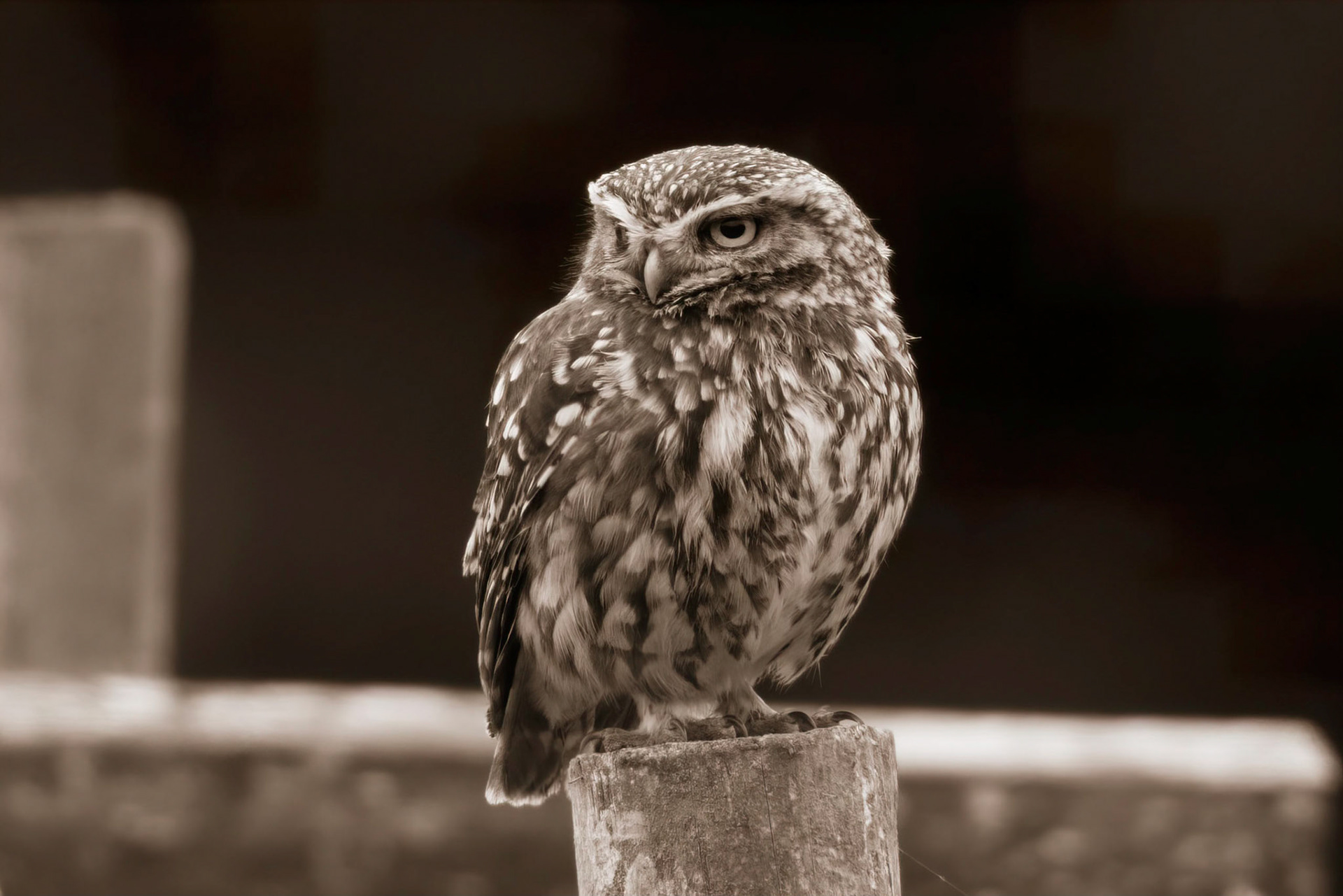 Little Owl ⒸArthur Cicada 2022