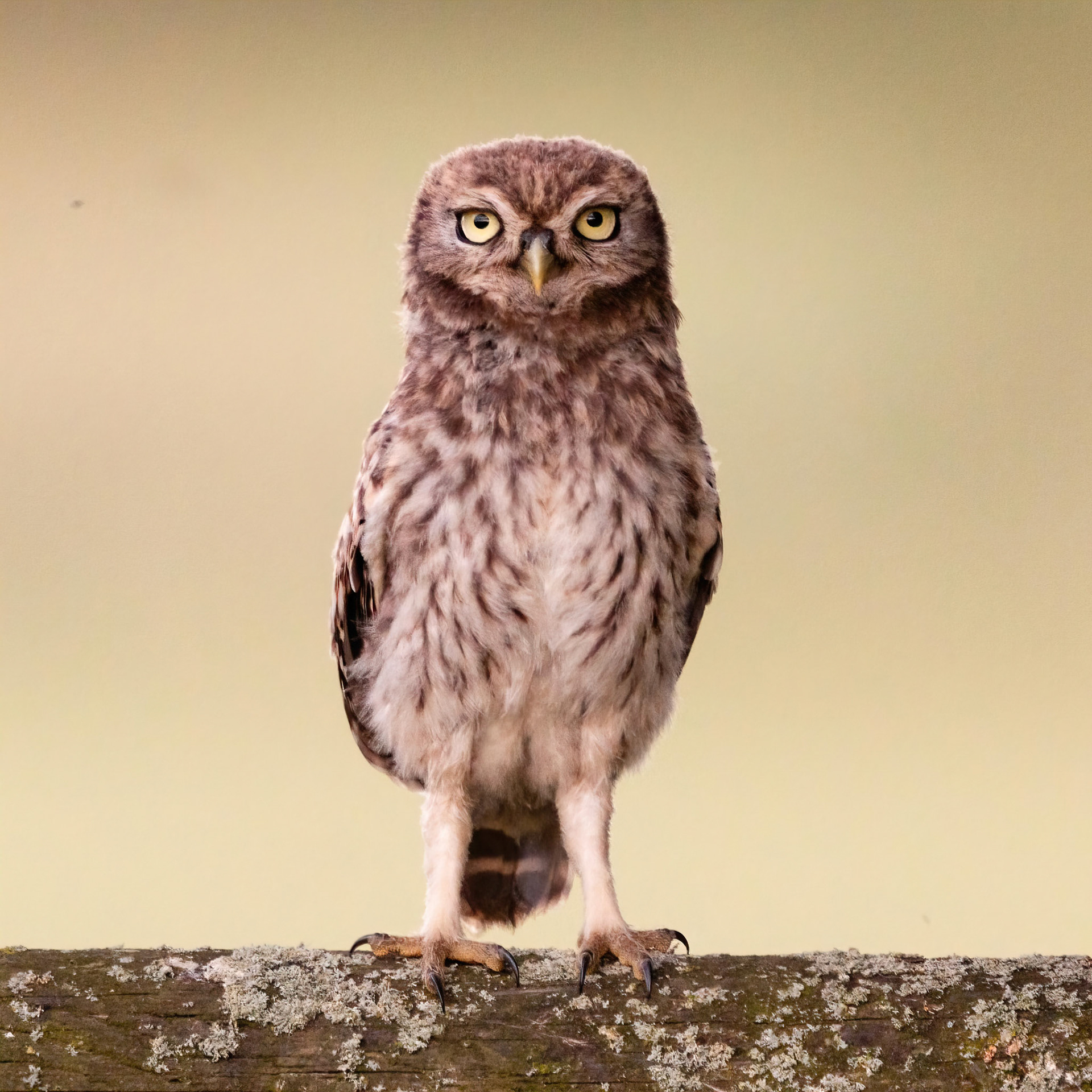 Little Owl ⒸArthur Cicada 2022