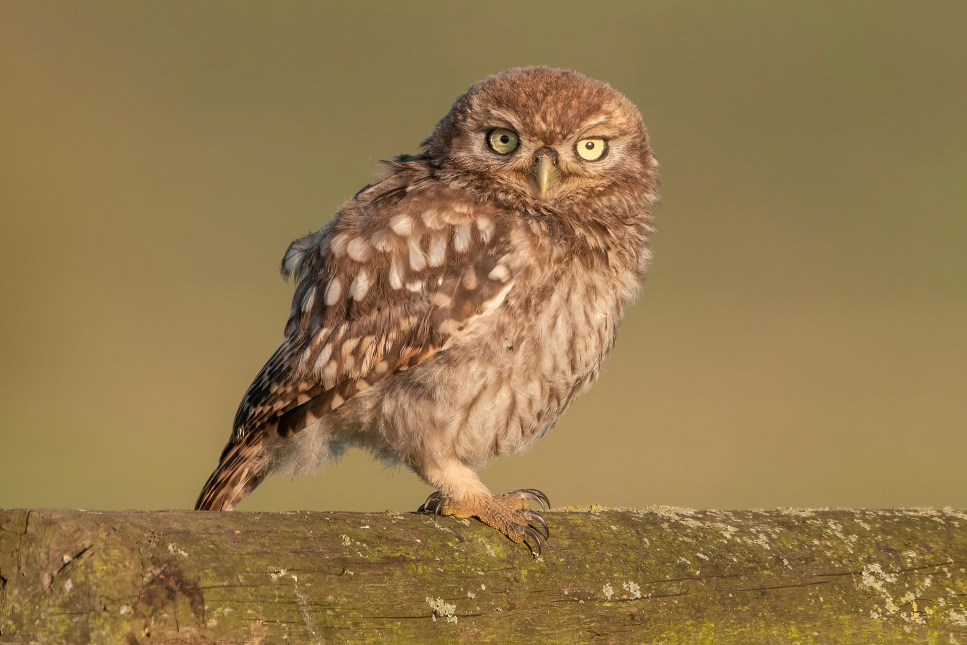 Little Owl ⒸArthur Cicada 2022