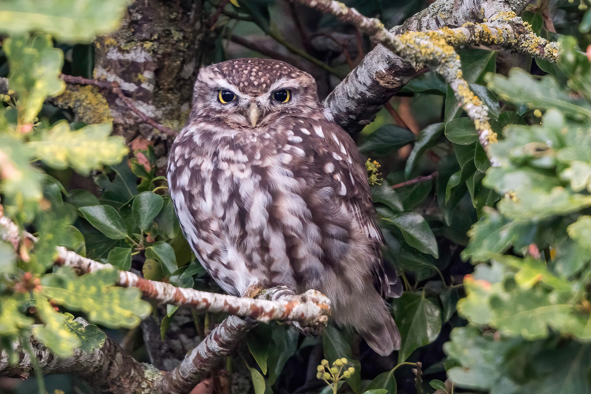 Little Owl ⒸArthur Cicada 2022