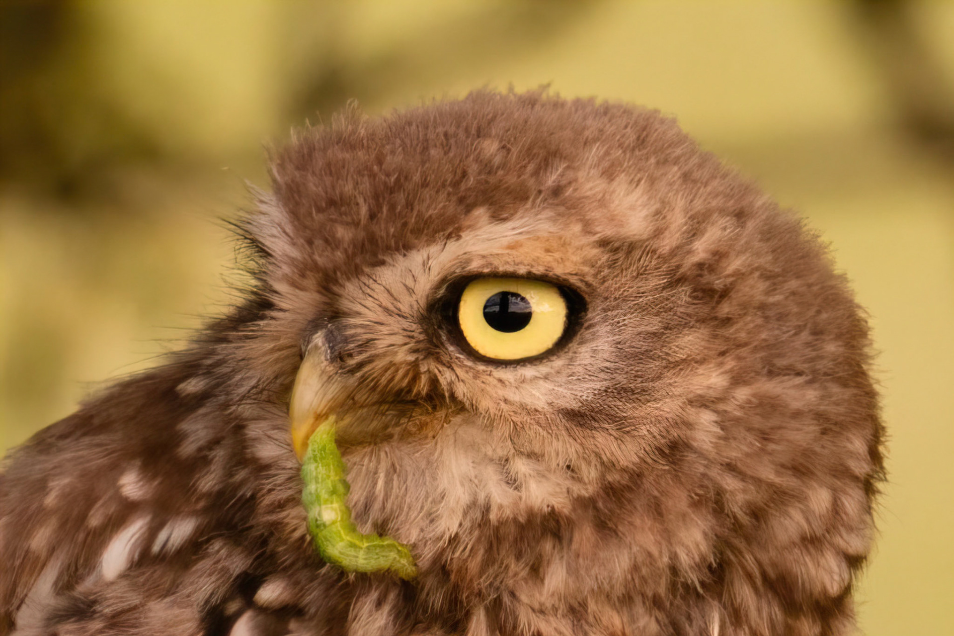 Little Owl ⒸArthur Cicada 2022