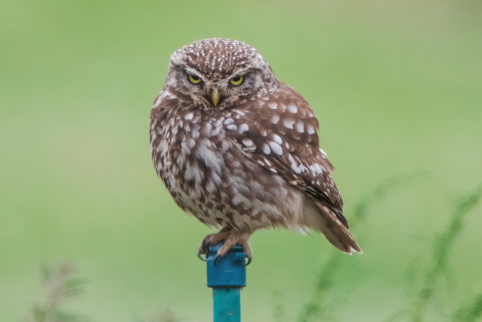 Little Owl ⒸArthur Cicada 2022