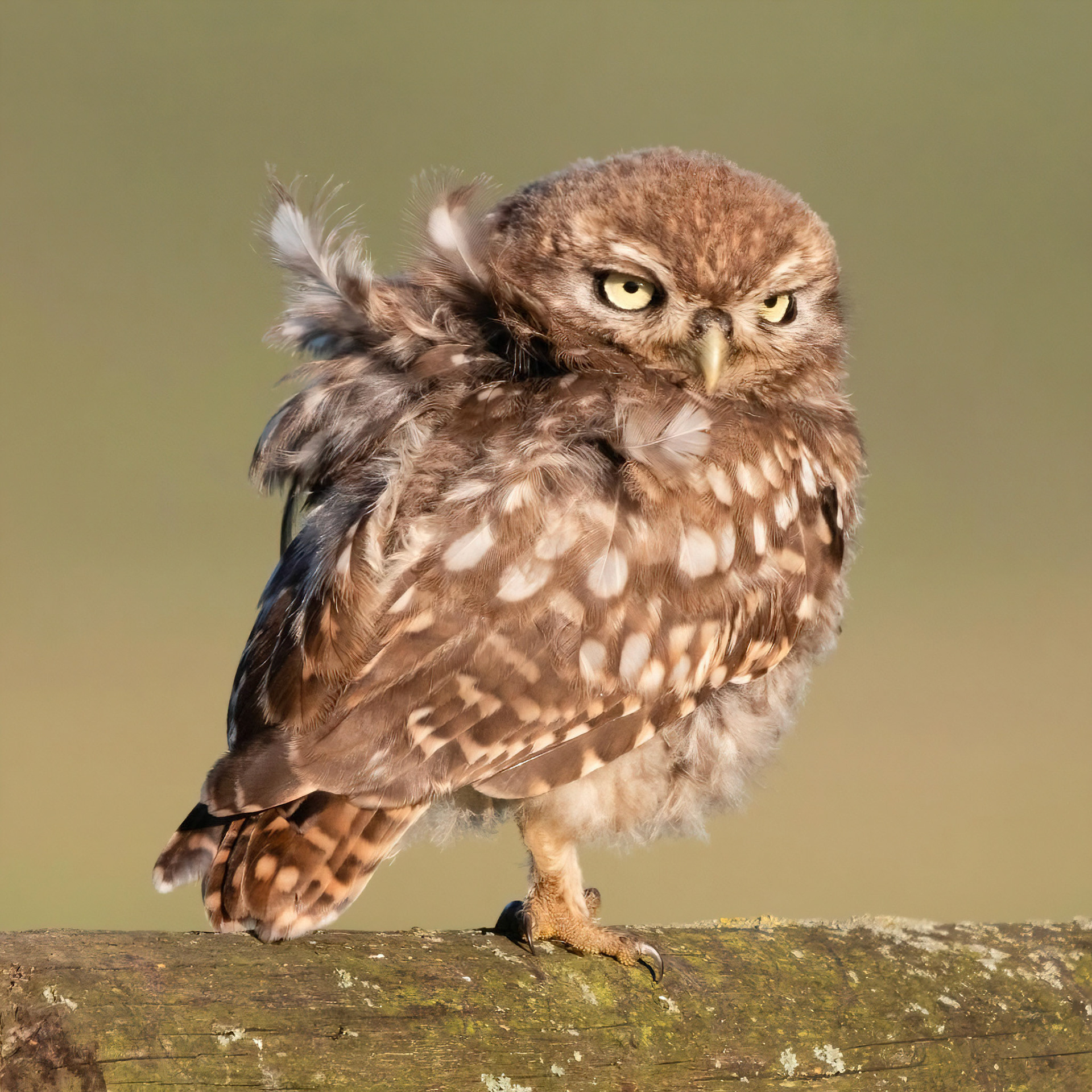 Little Owl ⒸArthur Cicada 2022