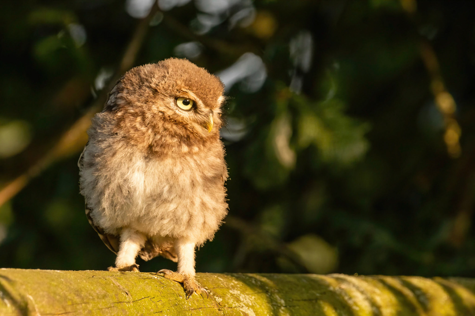 Little Owl ⒸArthur Cicada 2022