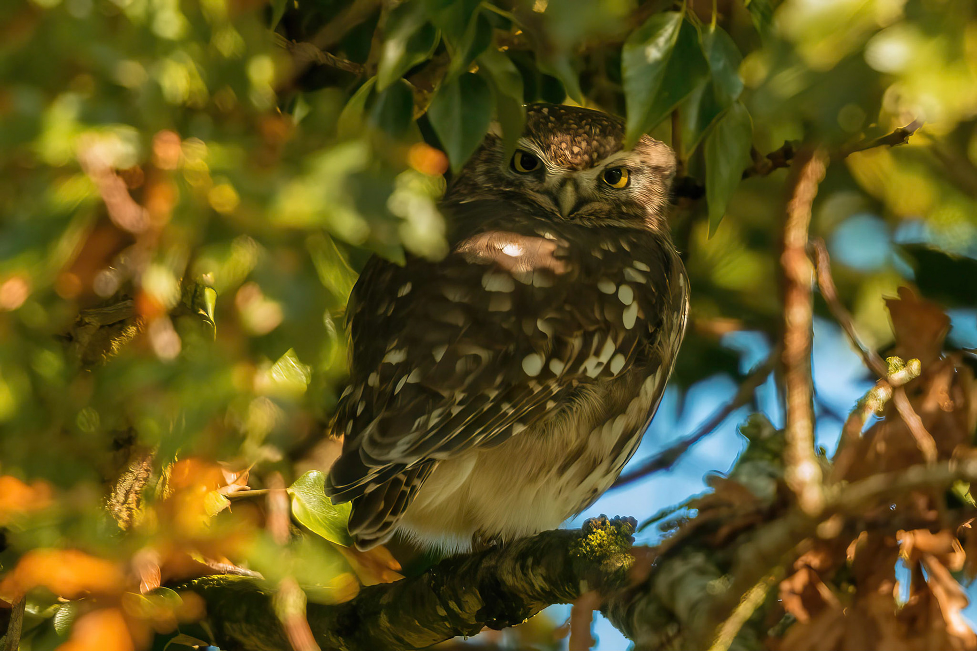 Little Owl ⒸArthur Cicada 2022