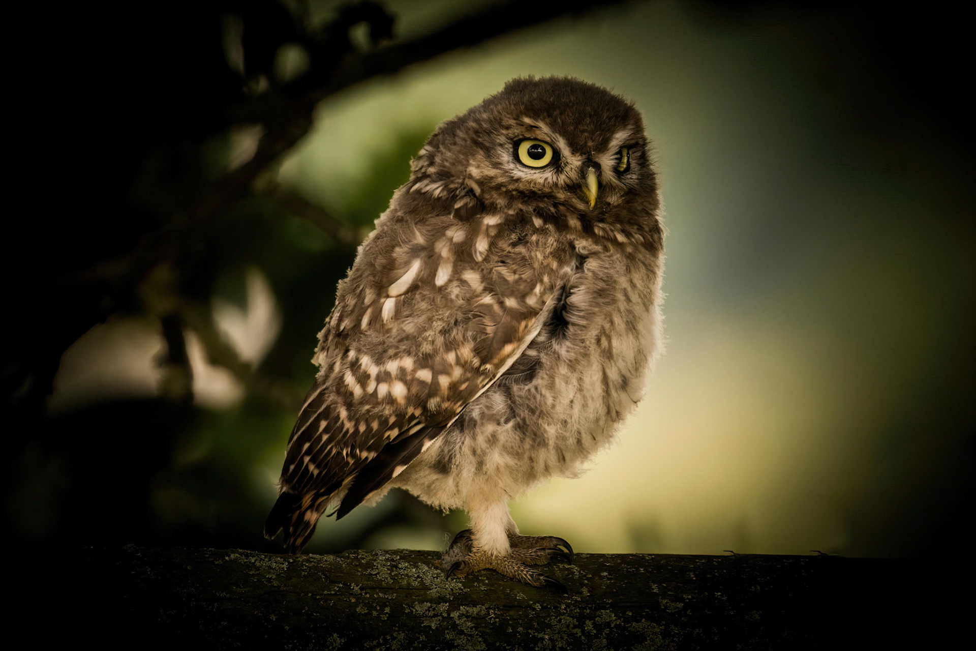 Little Owl ⒸArthur Cicada 2022