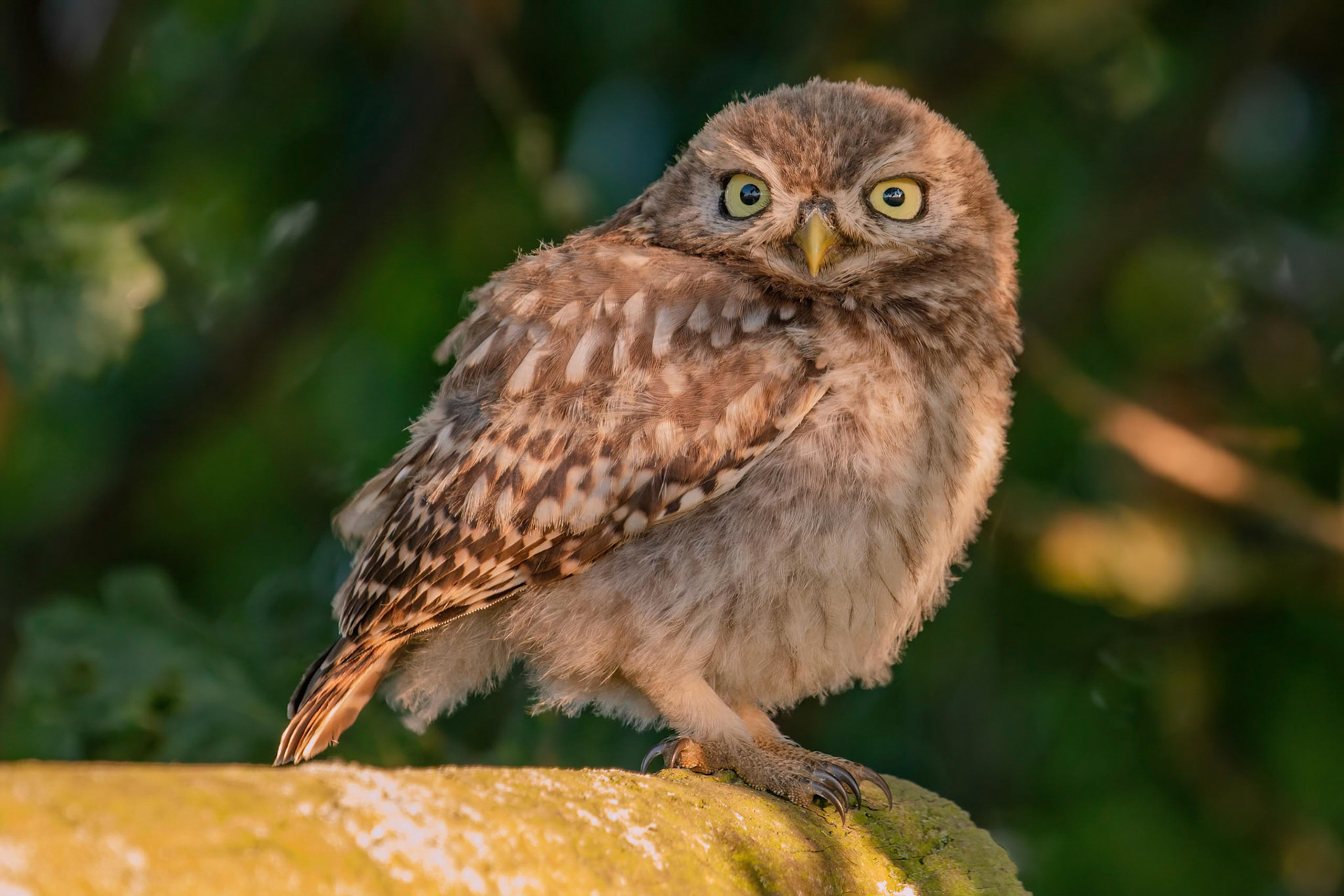 Little Owl ⒸArthur Cicada 2022