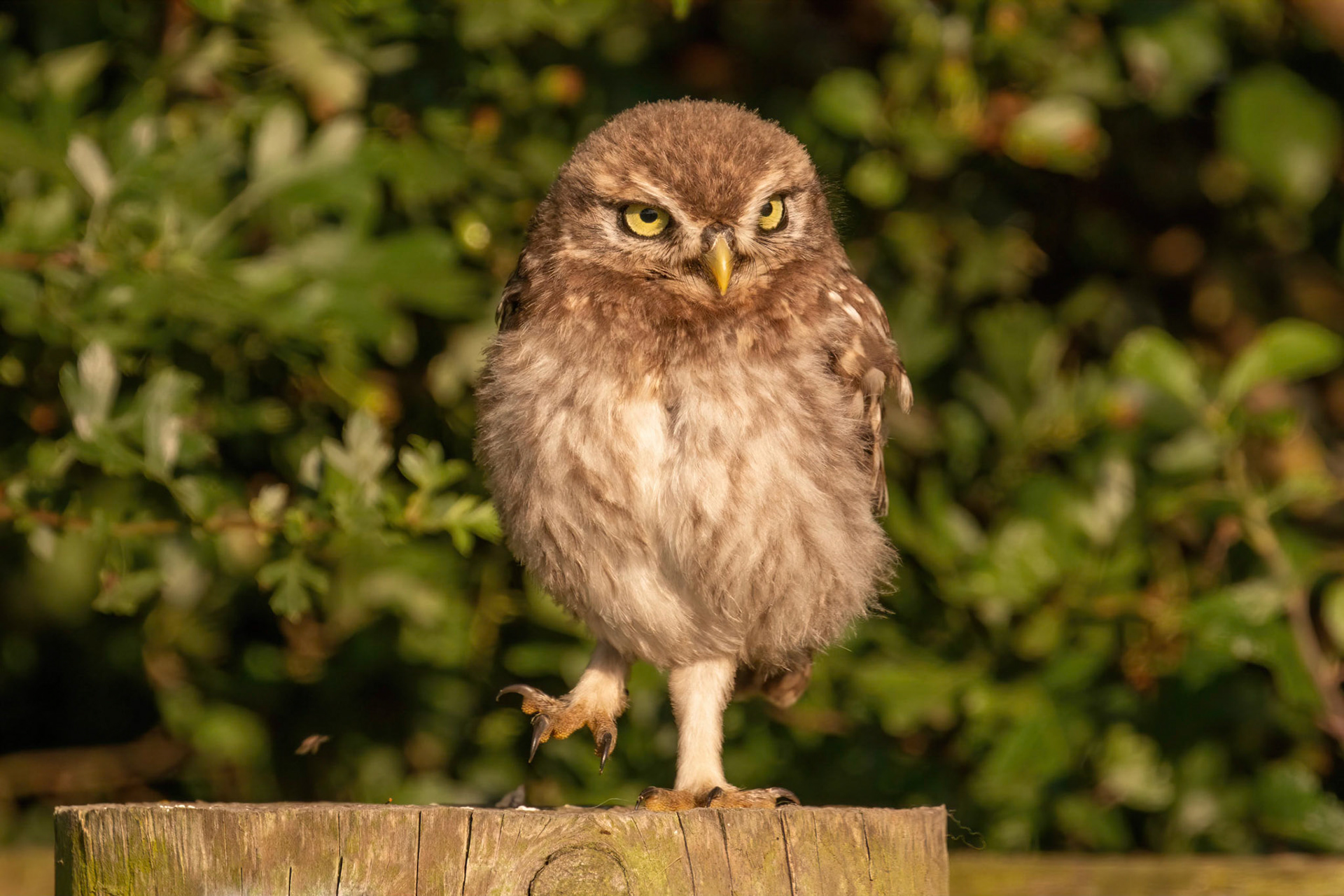 Little Owl ⒸArthur Cicada 2022