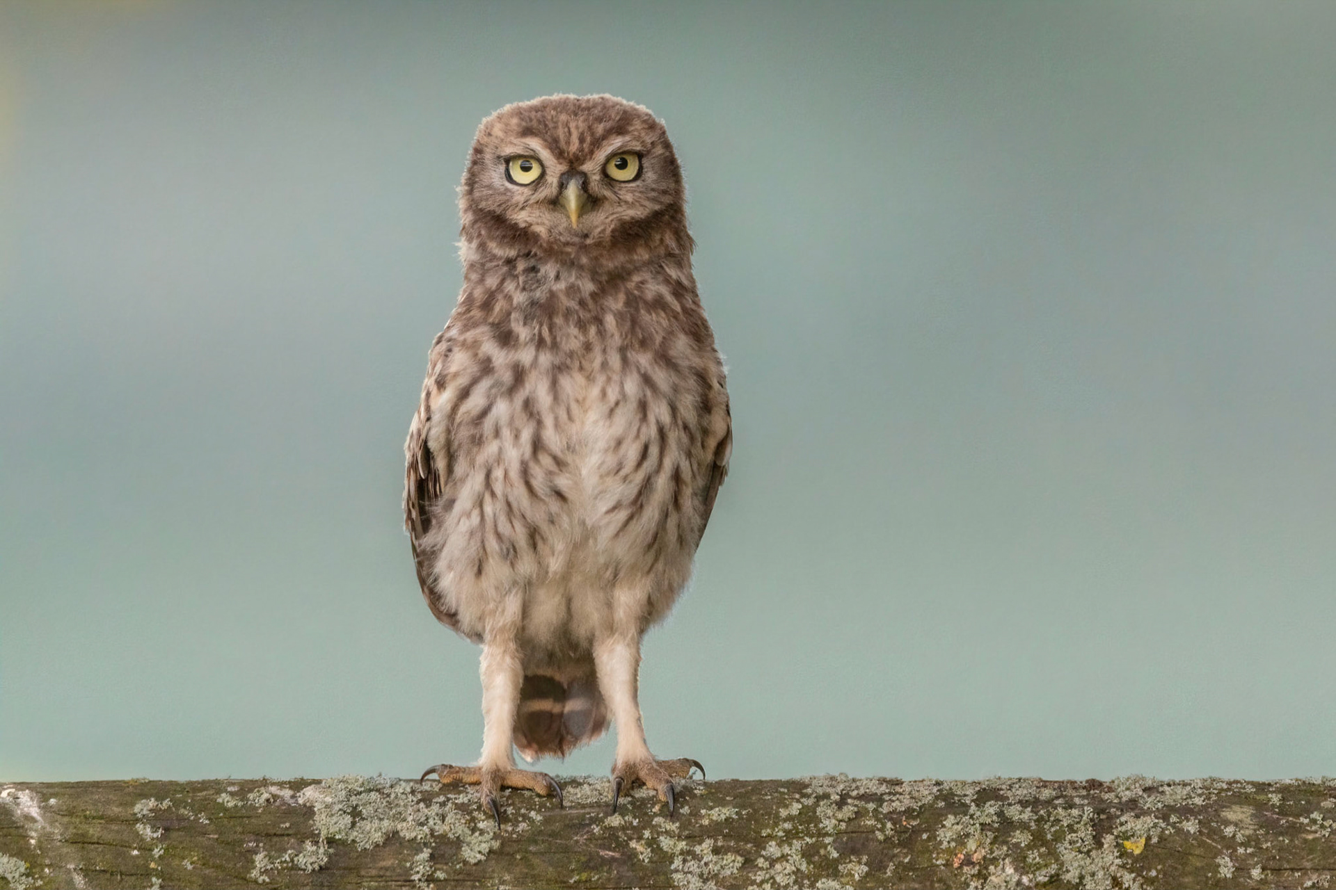Little Owl ⒸArthur Cicada 2022