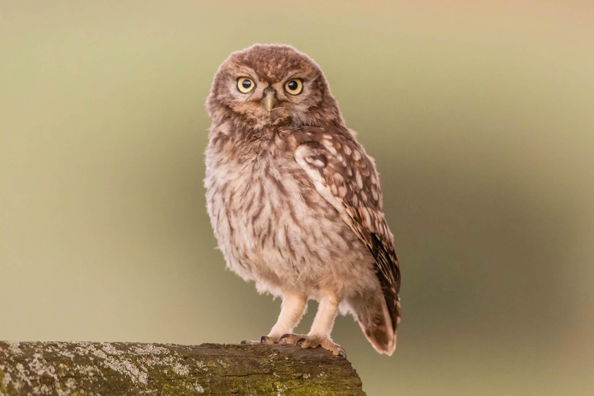 Little Owl ⒸArthur Cicada 2022