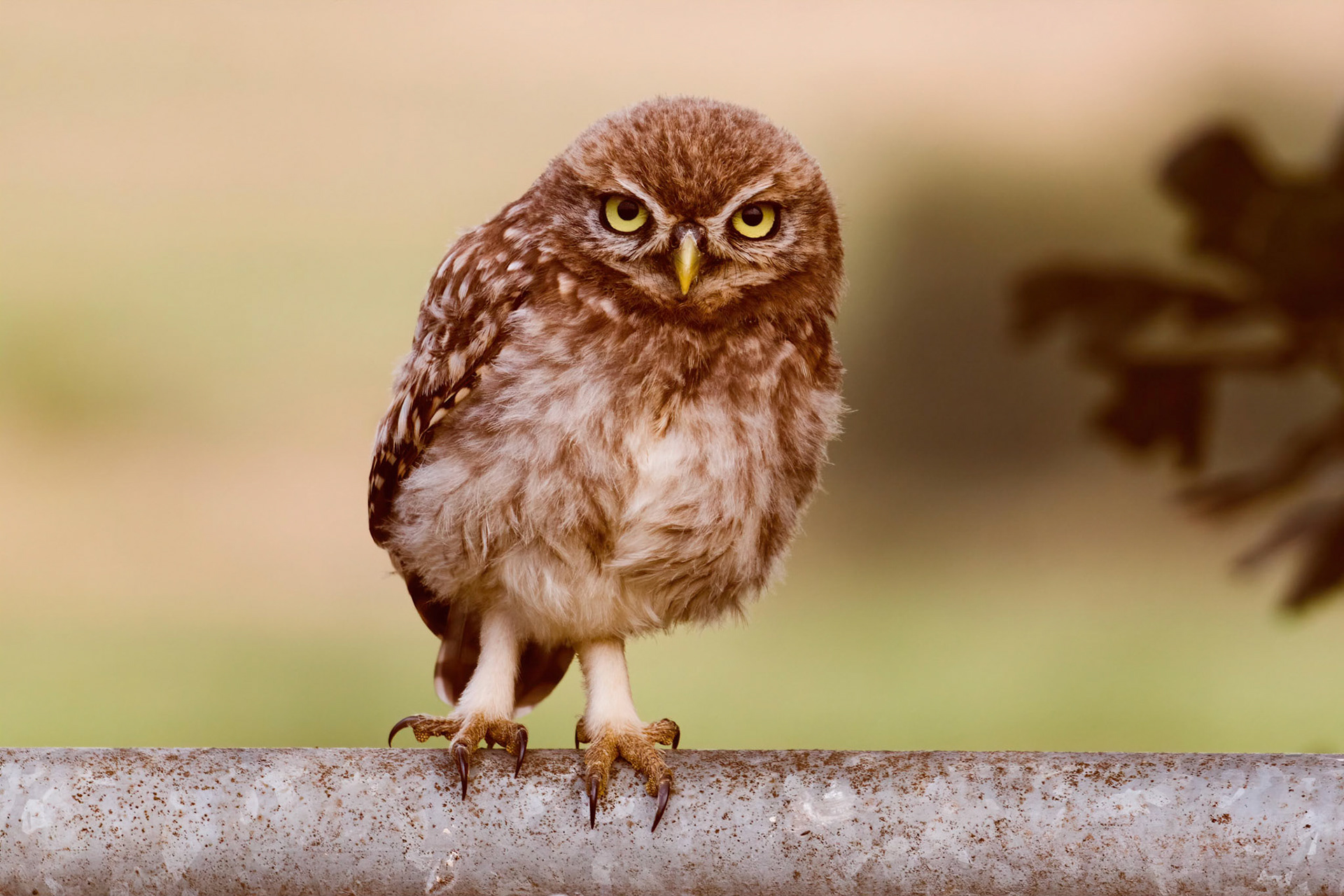 Little Owl ⒸArthur Cicada 2022